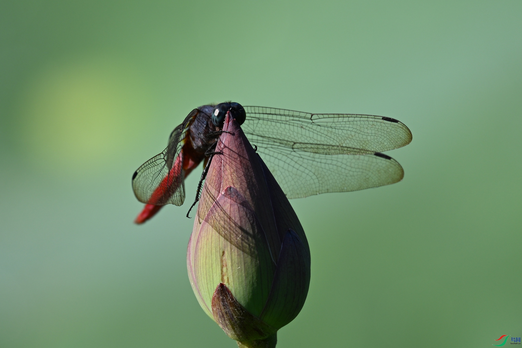 DSC_4214.JPG