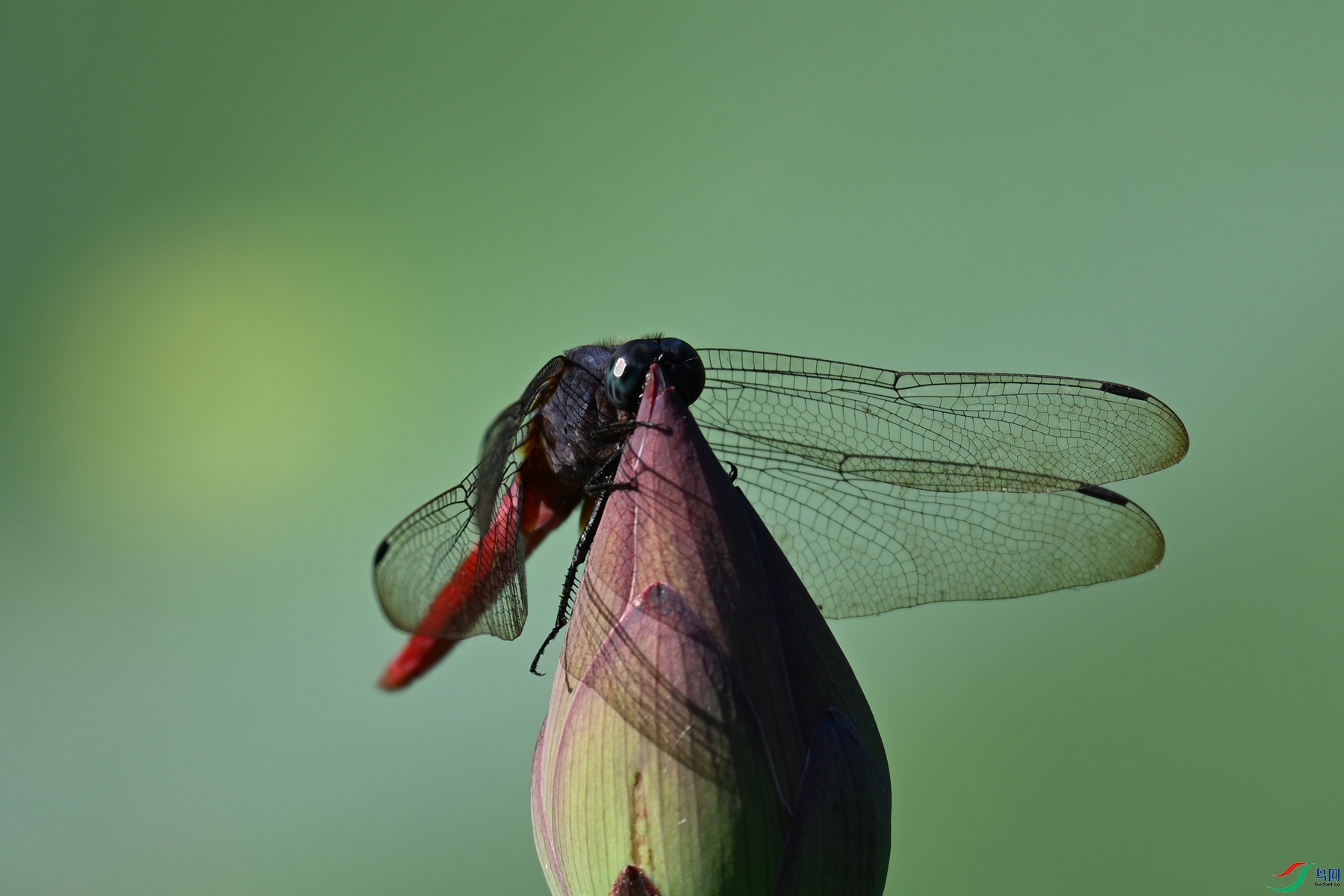 DSC_4216.JPG