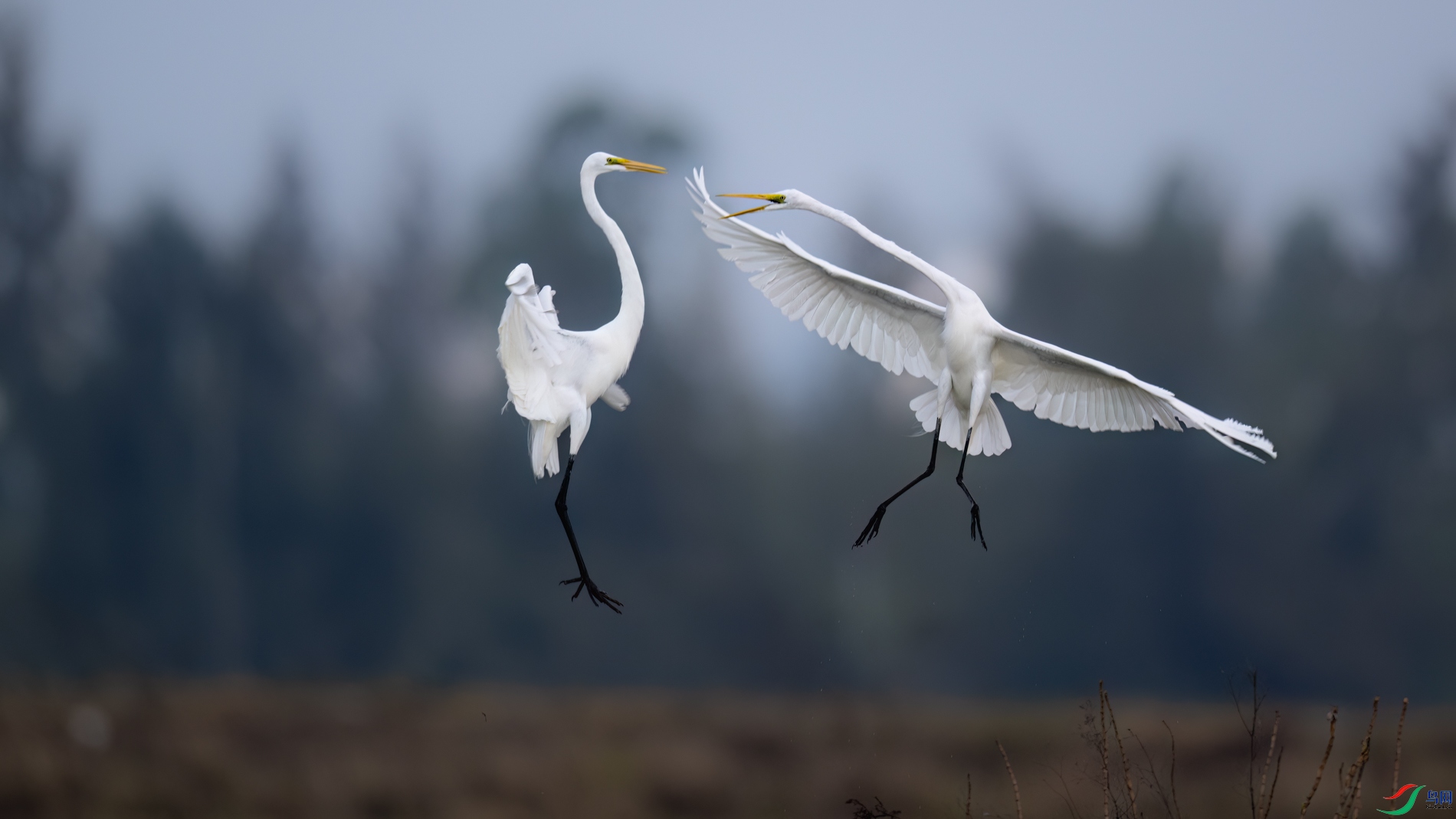 DSC_7859sen2026-2-20-12-�༭.jpg