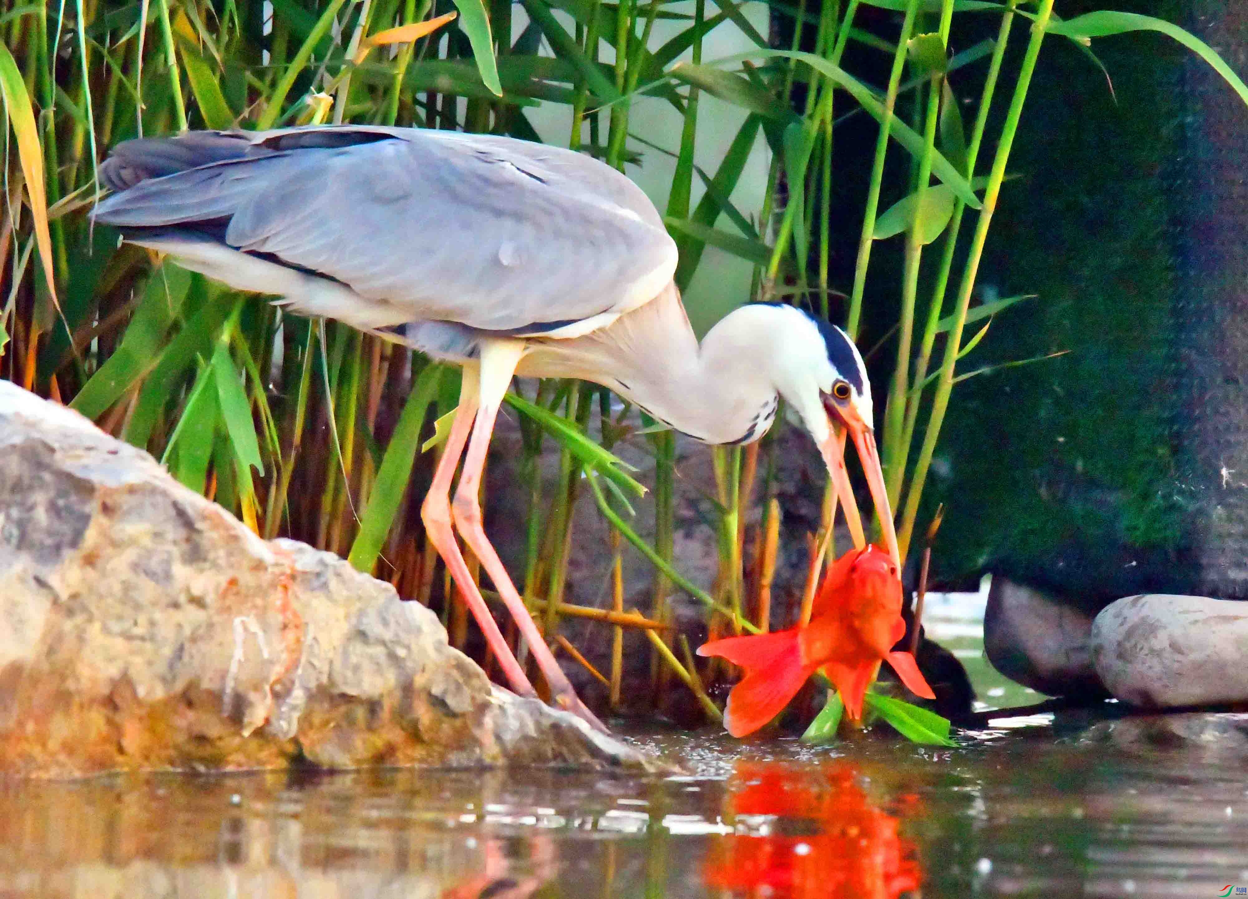 DSC_2680.JPG