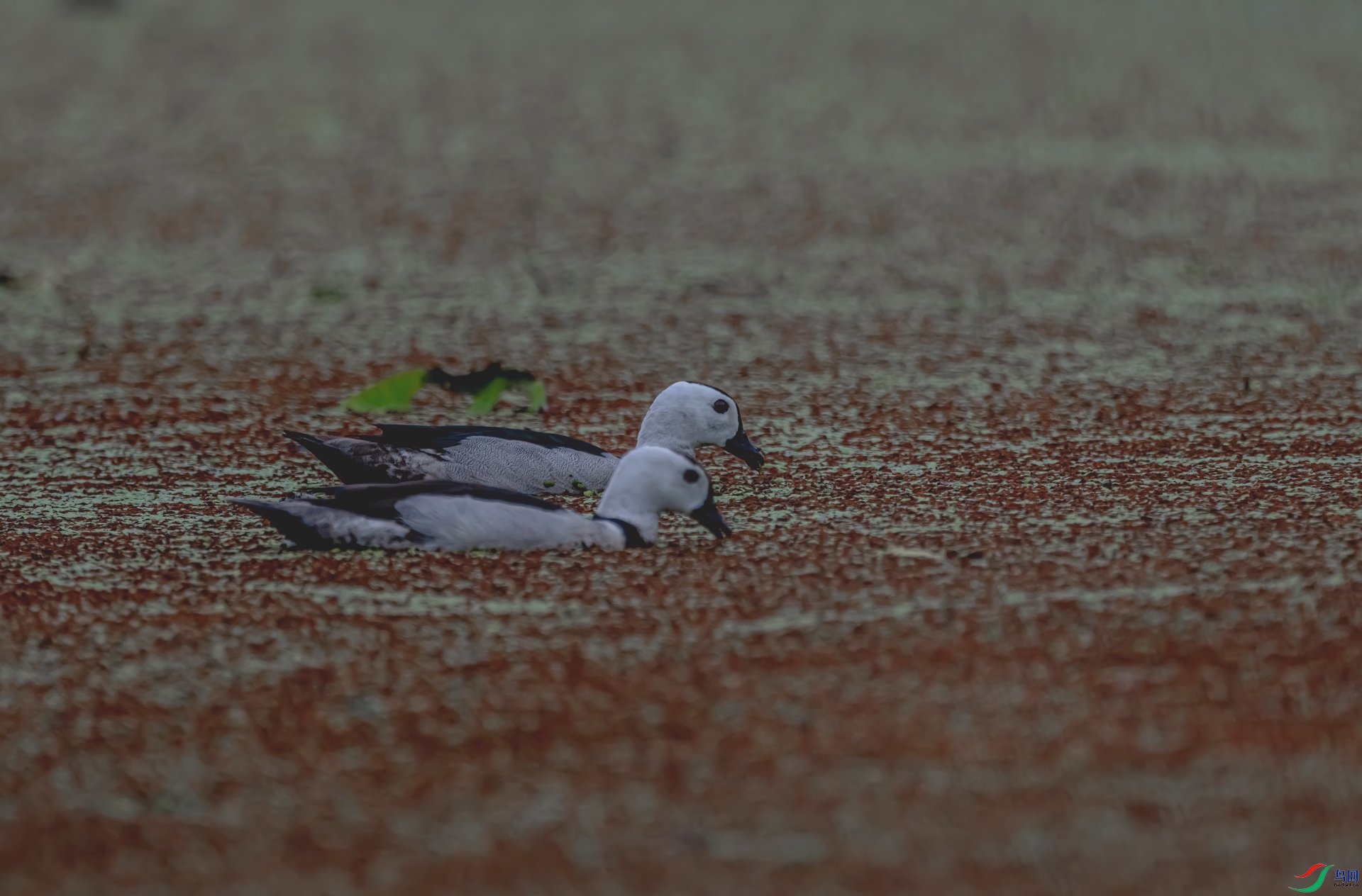 DSC_1108-11.jpg