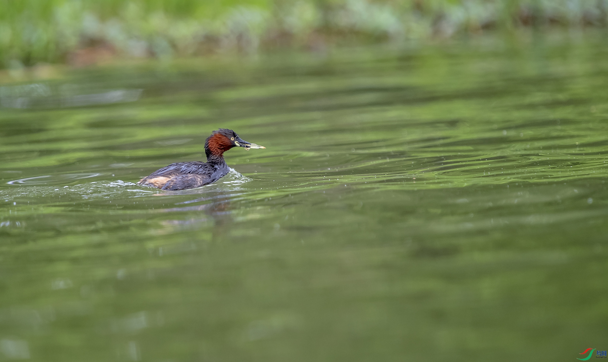DSC_6397a.jpg