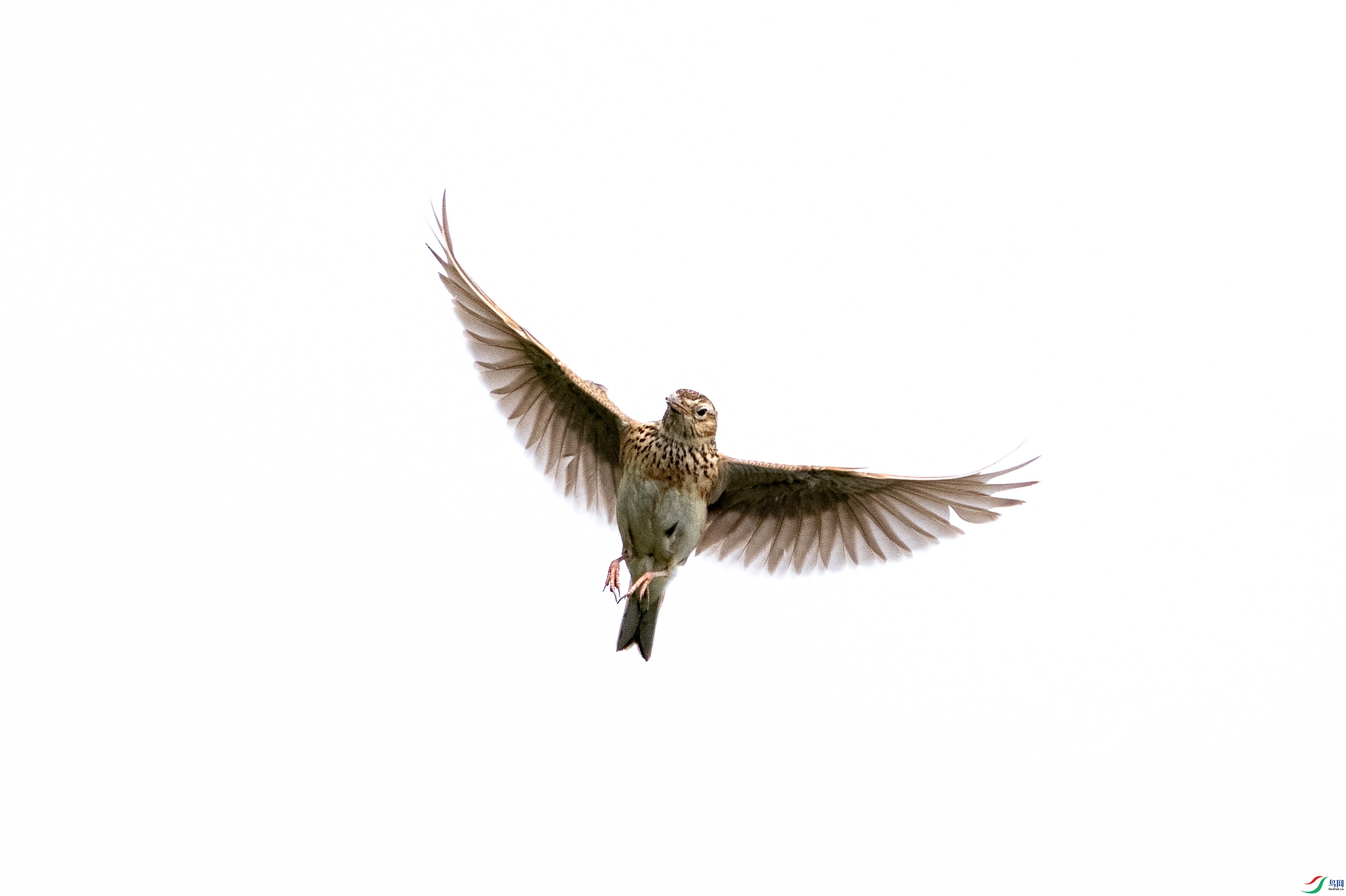 _DSC6970.jpg