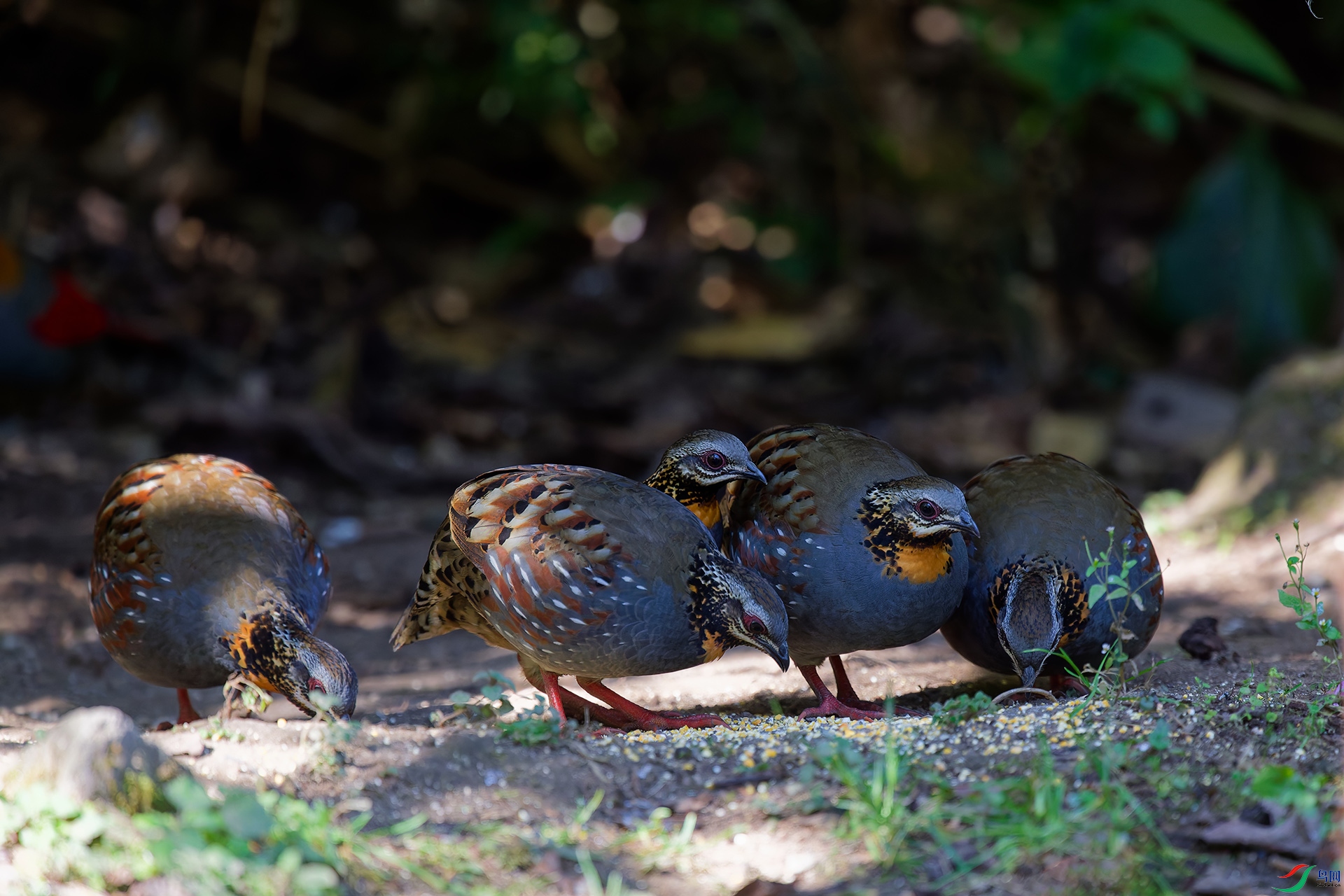 DSC_6295_DxO_DxOa.jpg