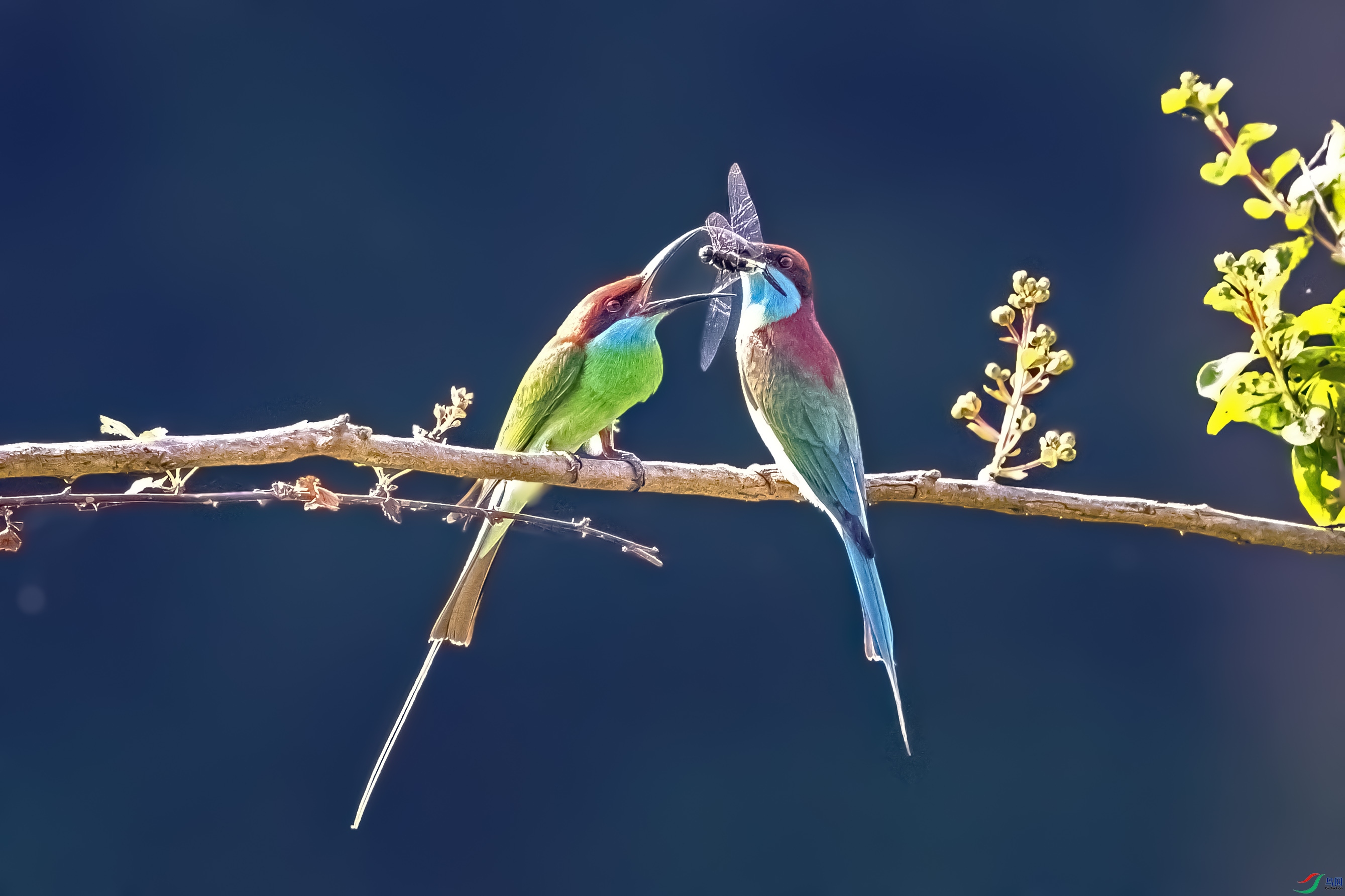 DSD_0817.jpg