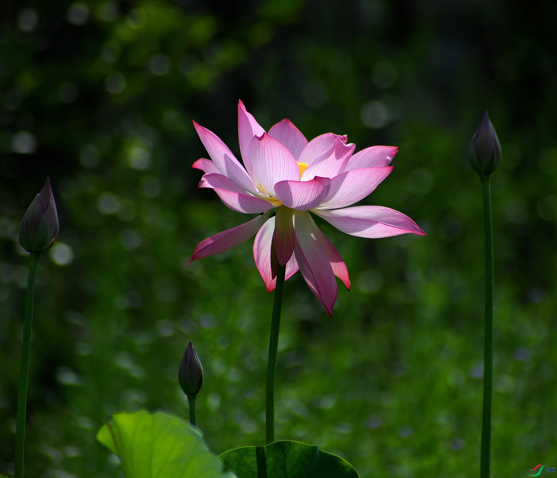 DSC_4825.jpg