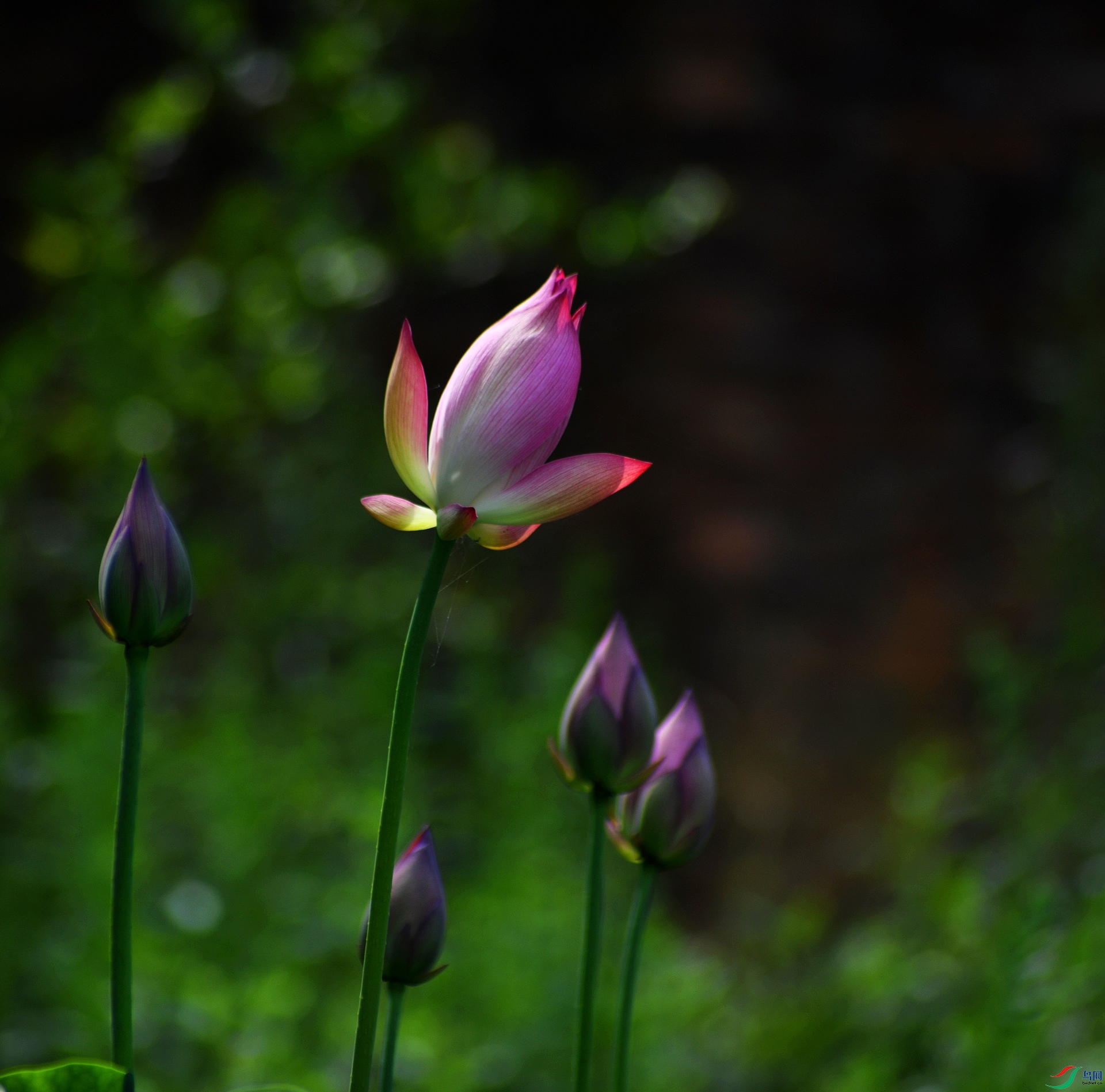 DSC_4815.jpg