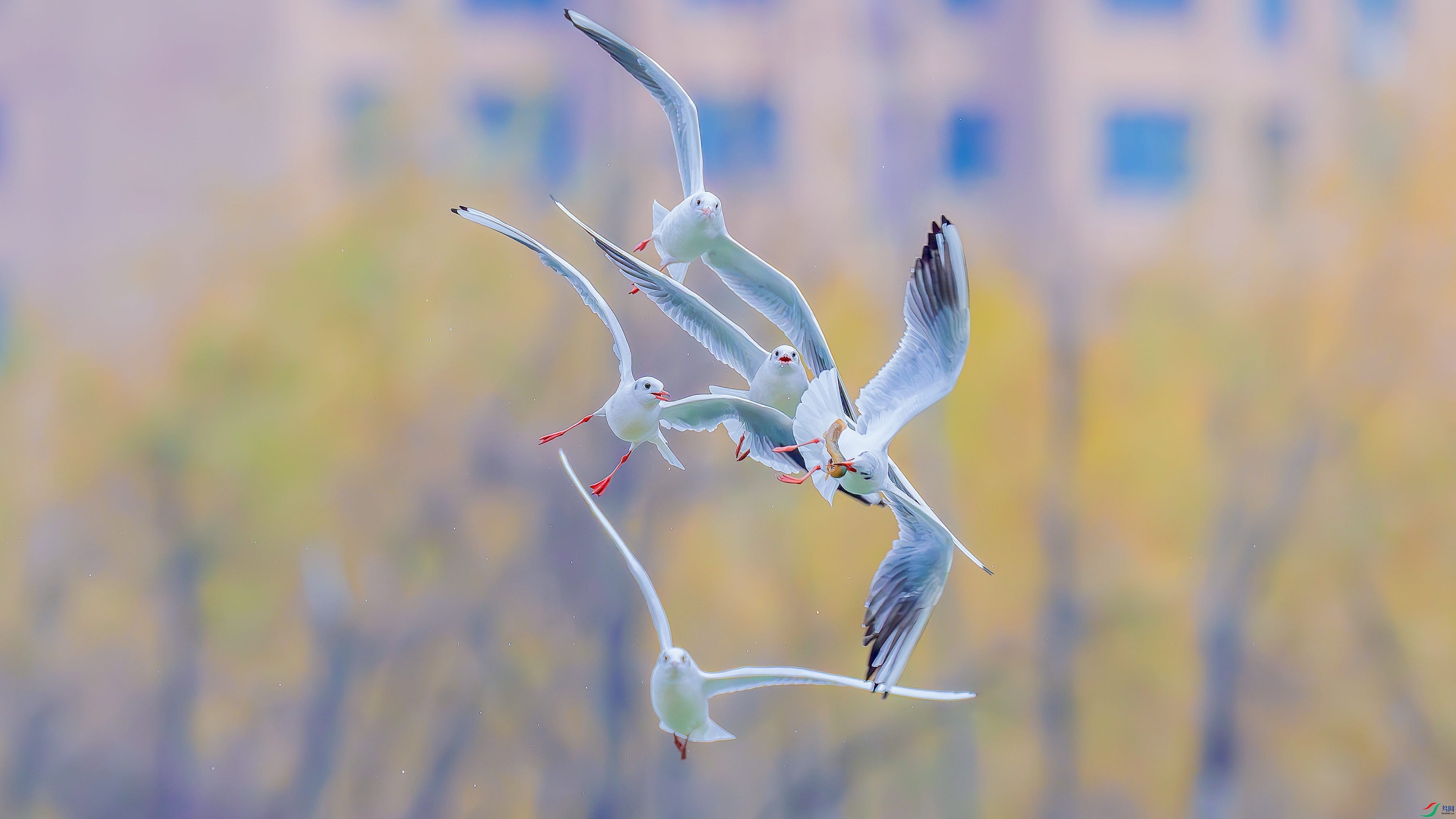 DSC05840- ����.jpg