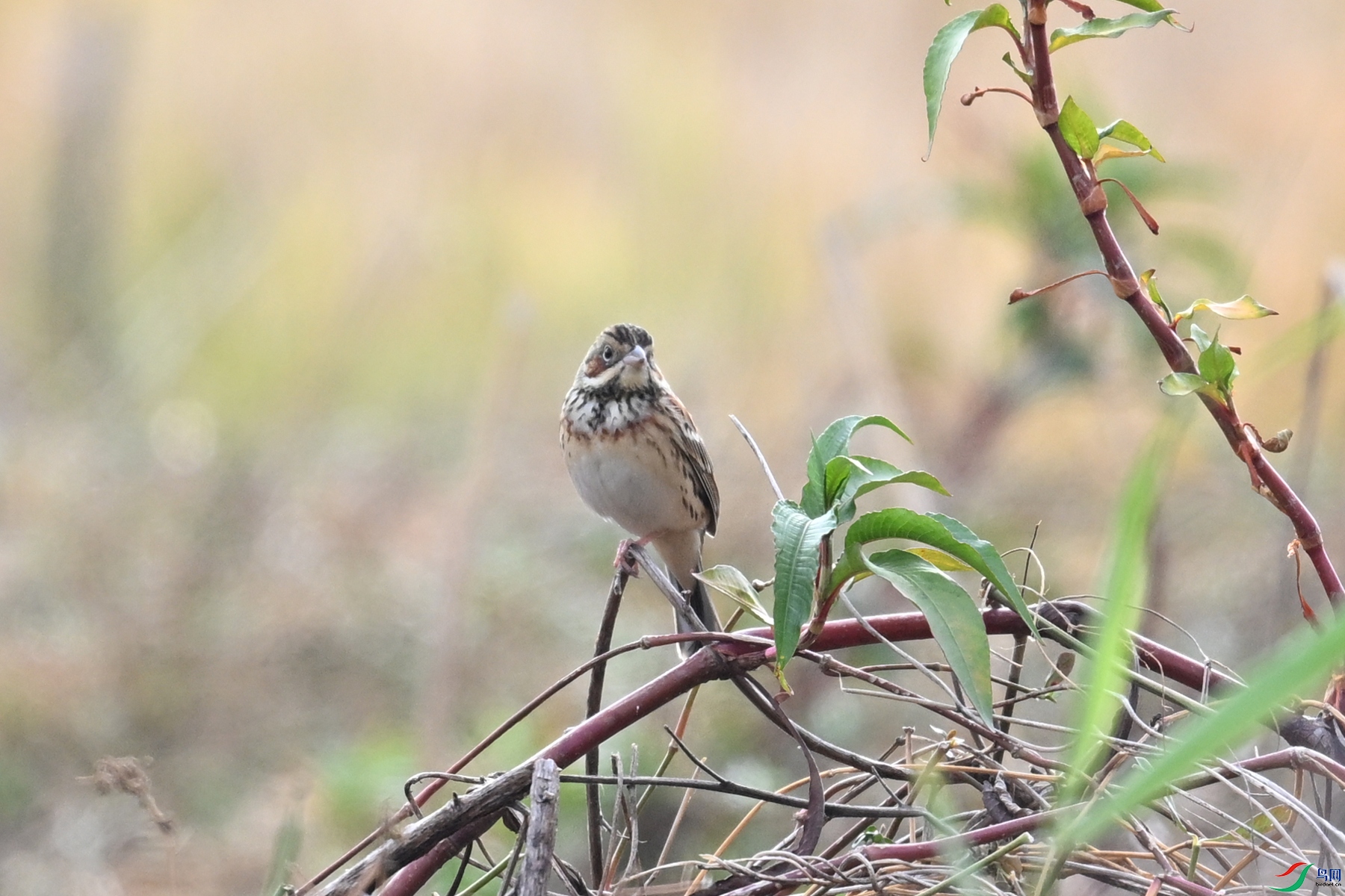 DSC_8878.JPG