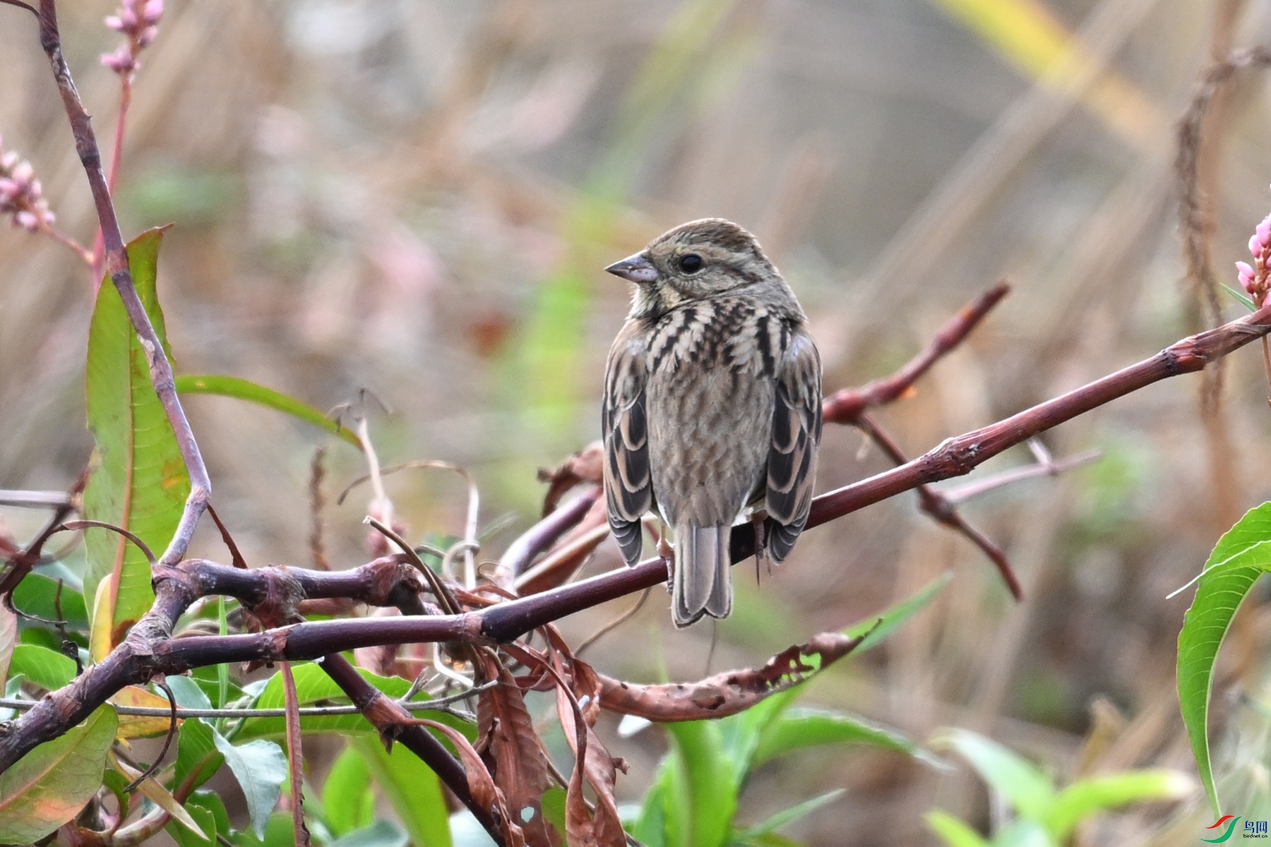 DSC_8886.JPG