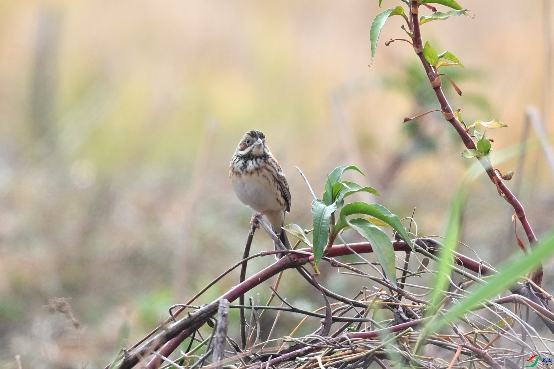DSC_8879.JPG