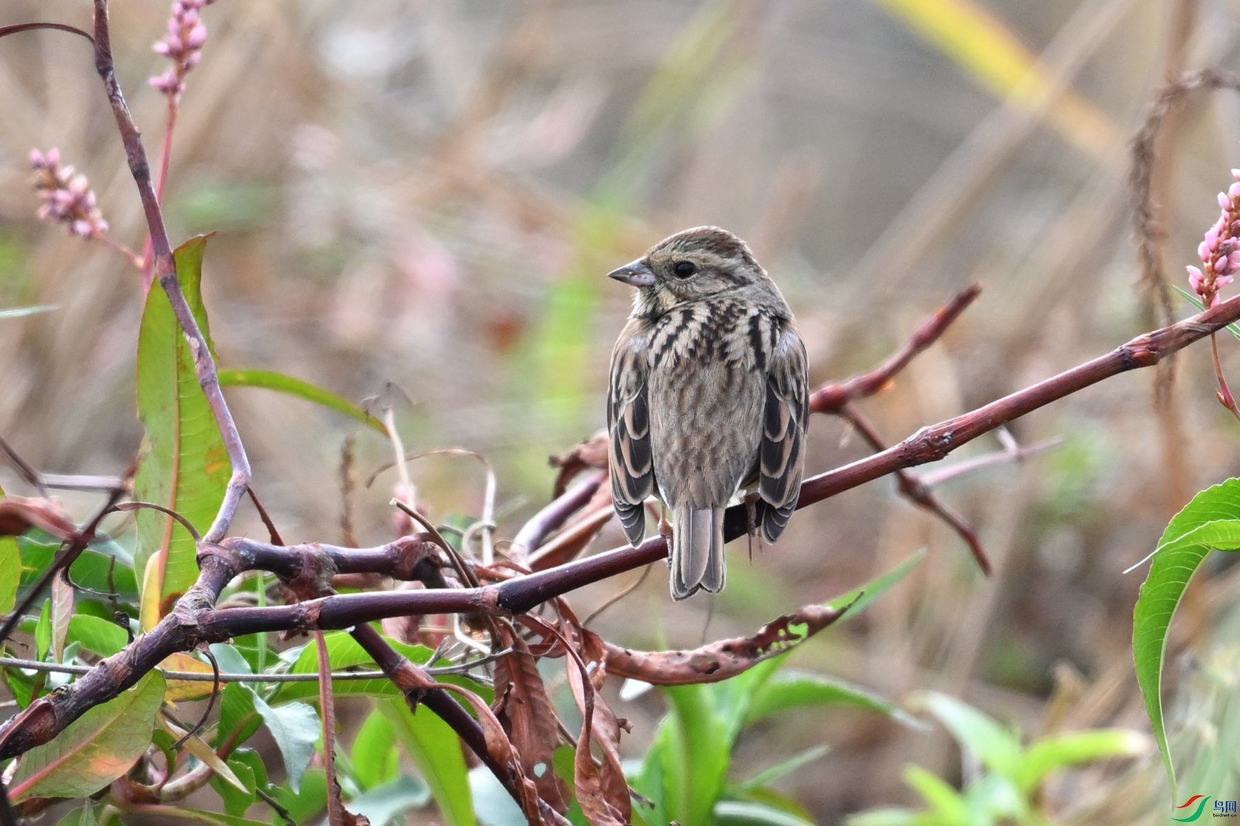 DSC_8888.JPG