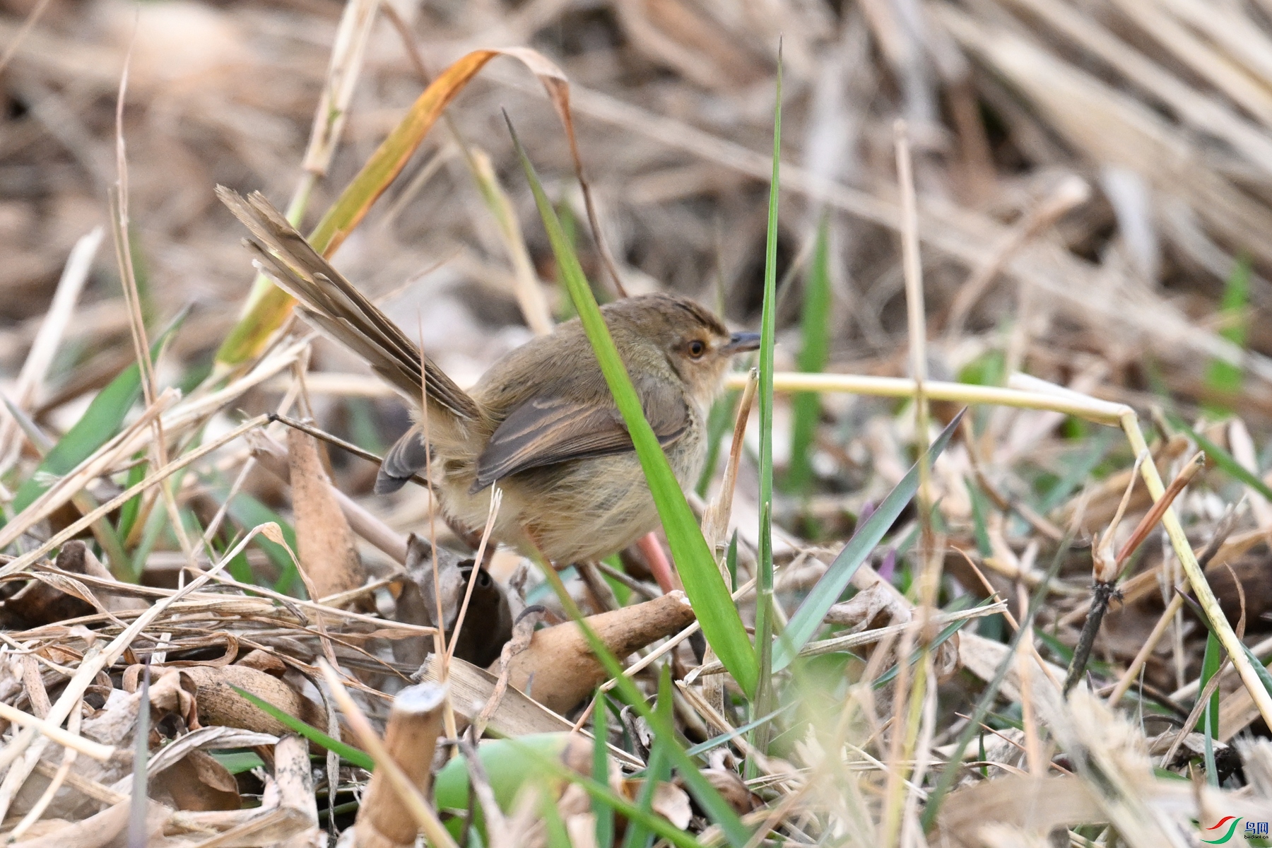 DSC_8951.JPG