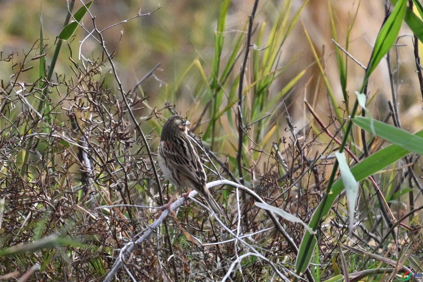 DSC_8901.JPG
