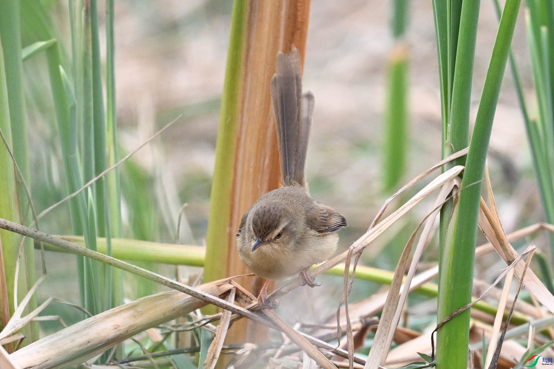 DSC_8948.JPG