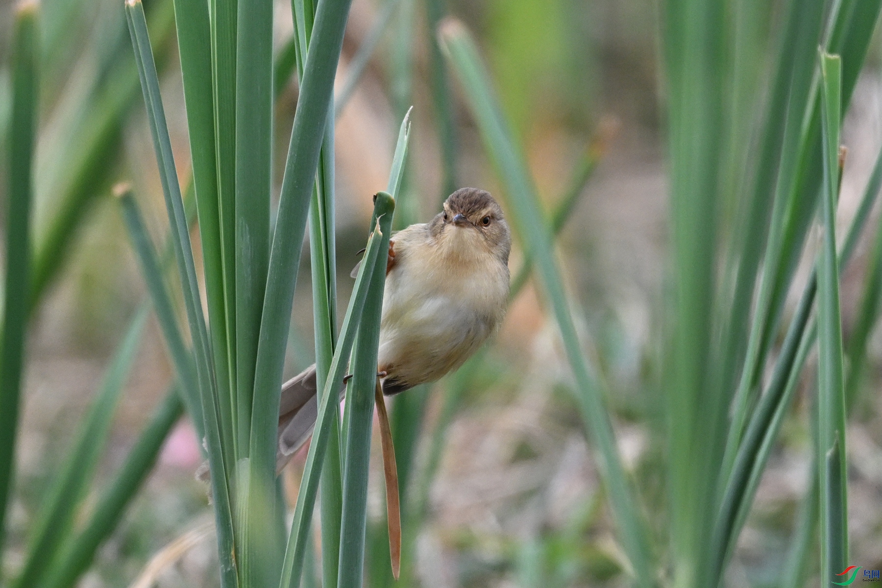 DSC_8957.JPG
