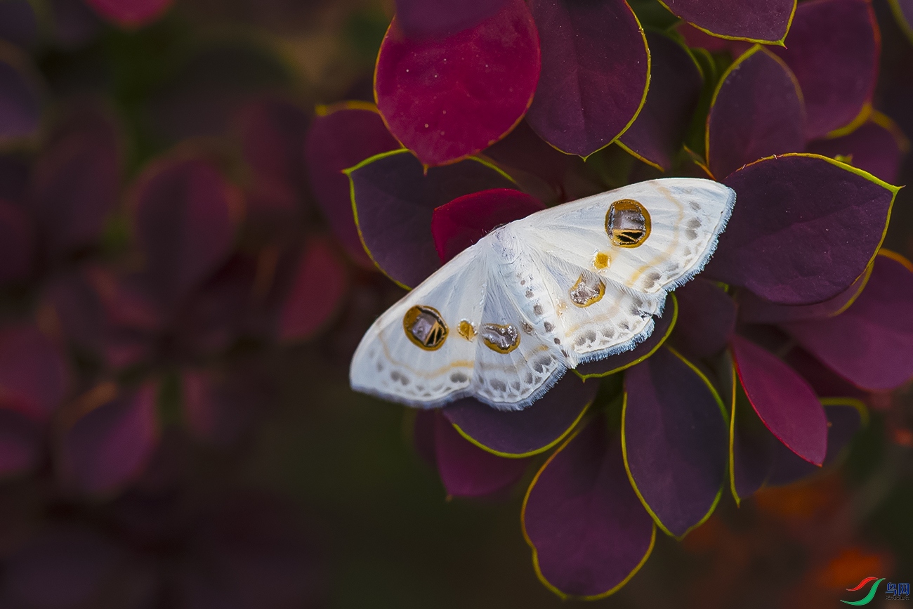 DSC_0063-.jpg