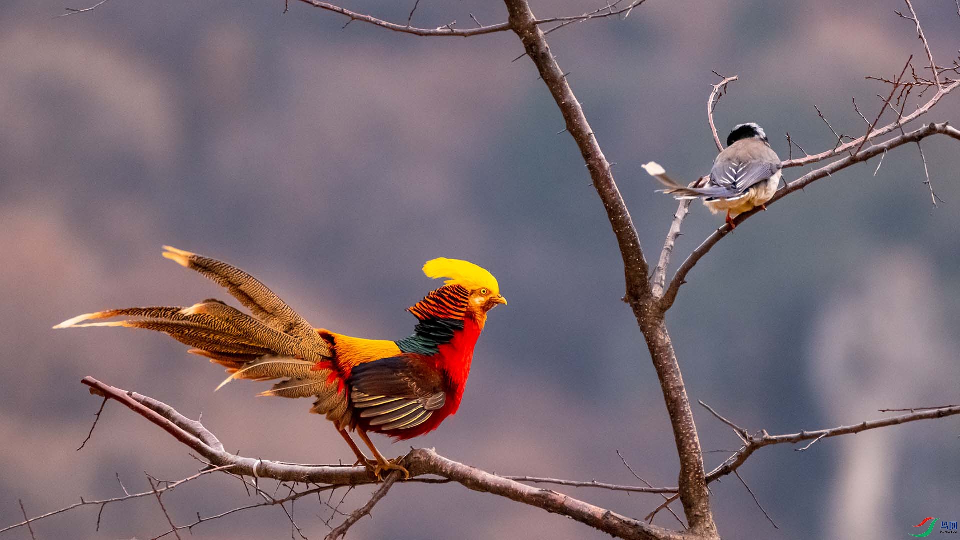 �츹����