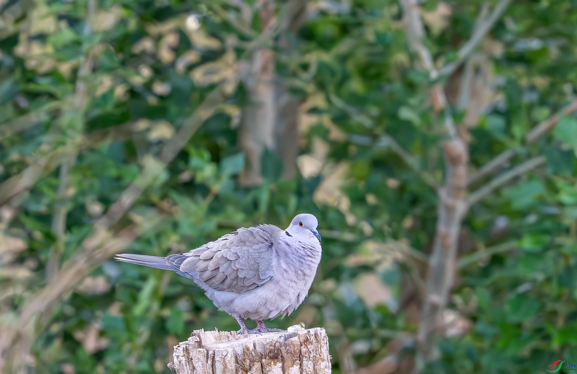 DSC_4036.jpg
