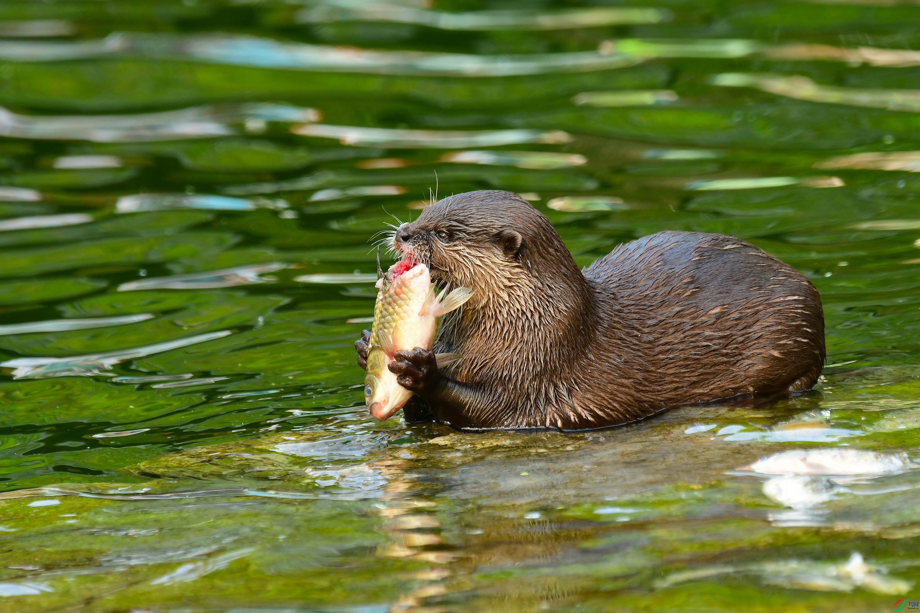 DSC_0820.JPG