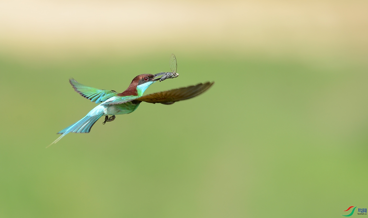 DSC_46441.jpg