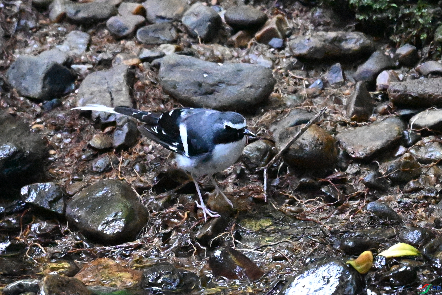 DSC_4249.JPG