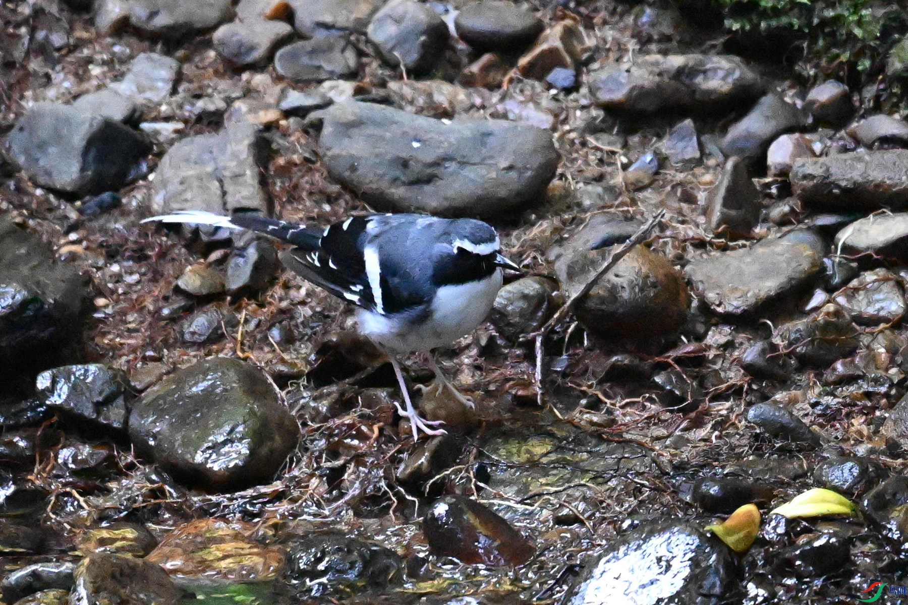DSC_4251.JPG
