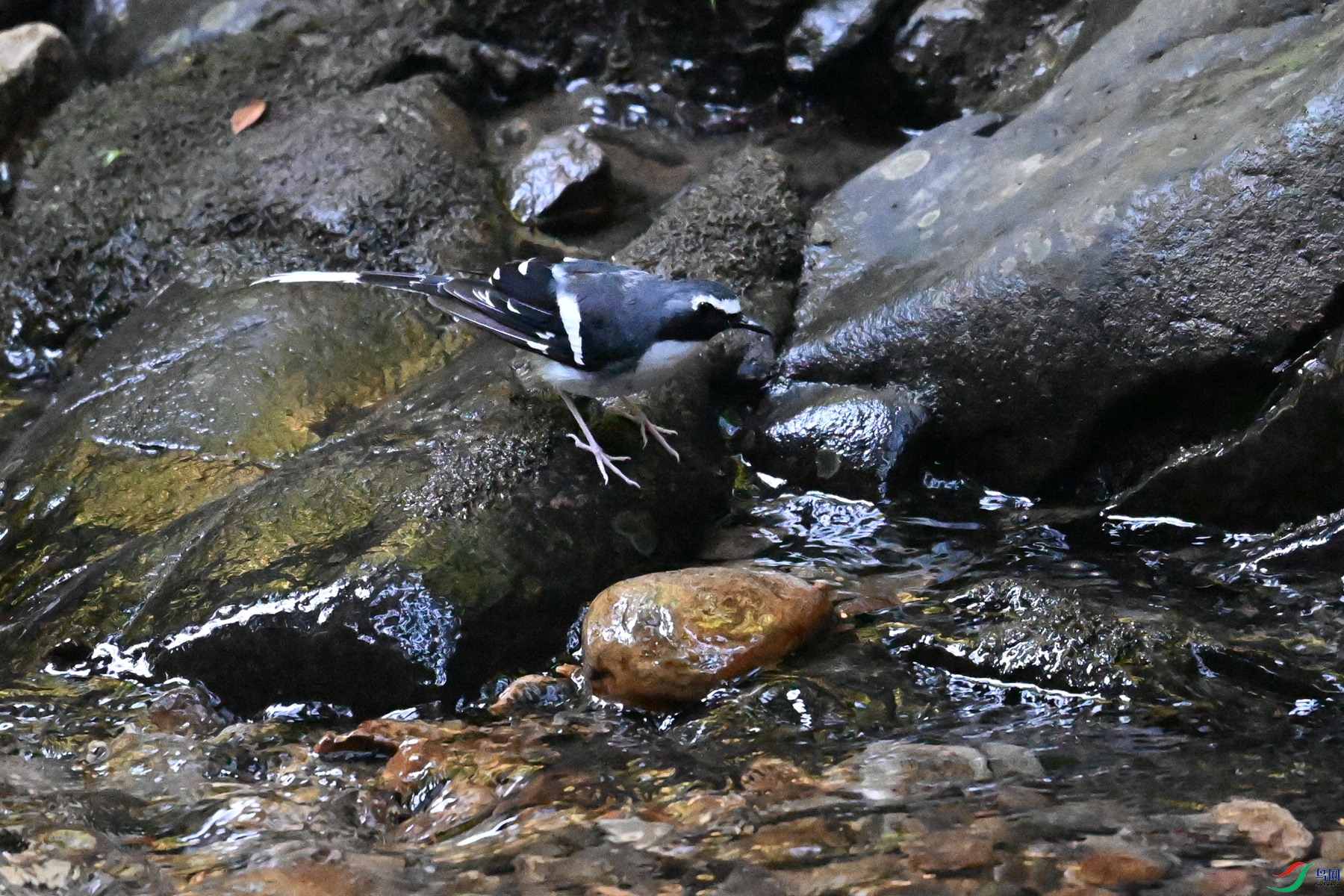 DSC_4253.JPG