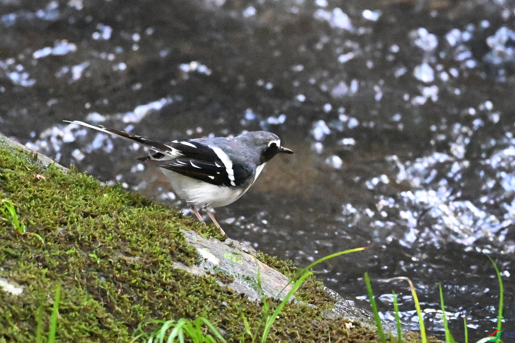 DSC_4266.JPG