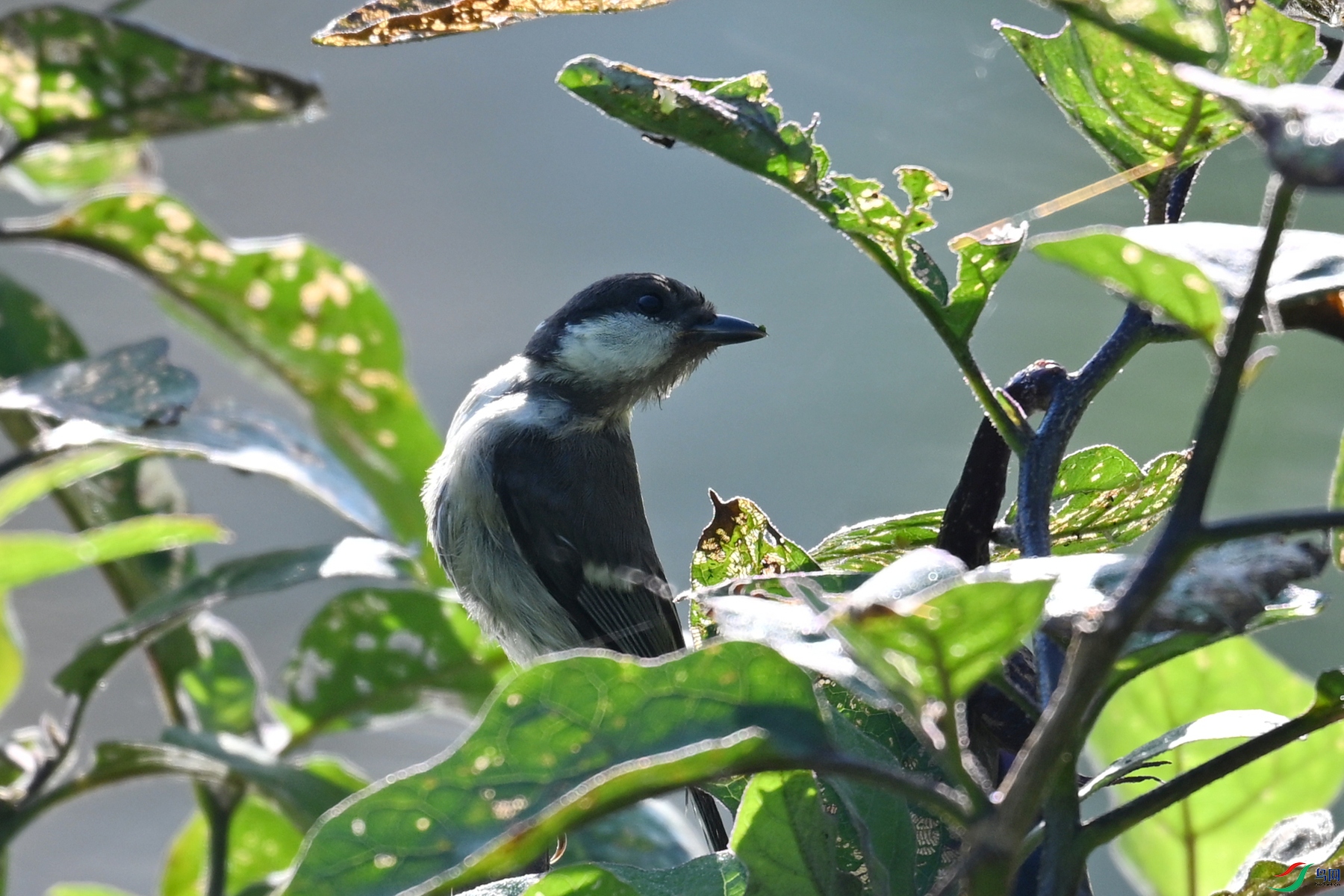 DSC_4183.JPG