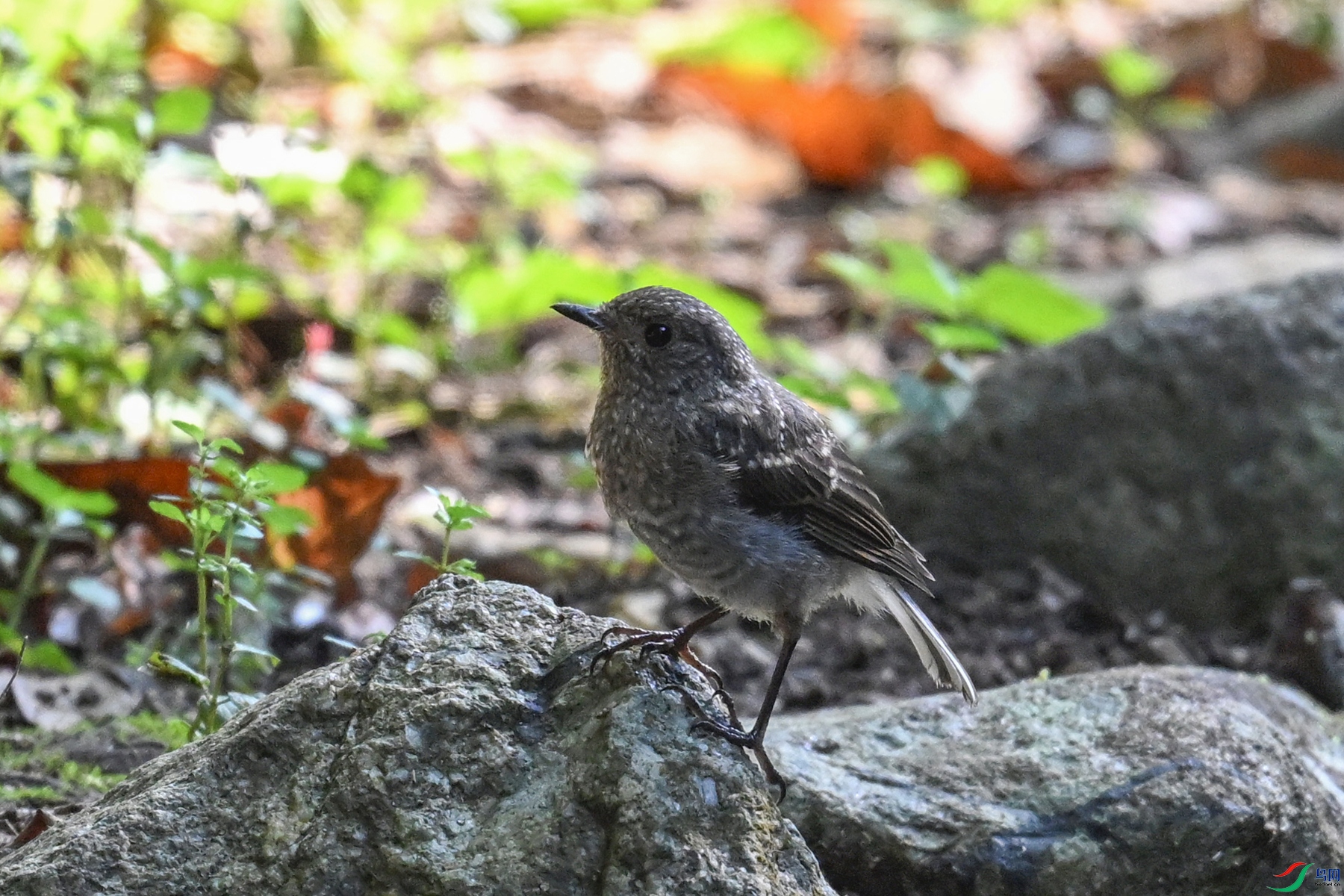DSC_4255.JPG