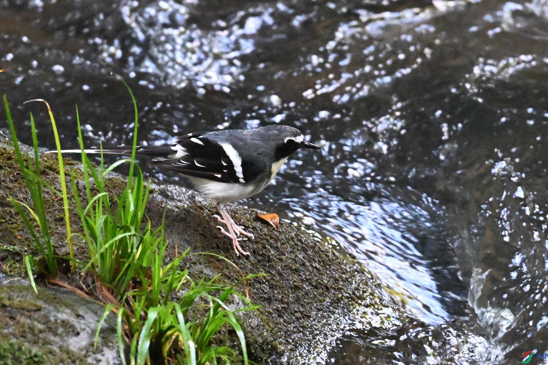 DSC_4269.JPG