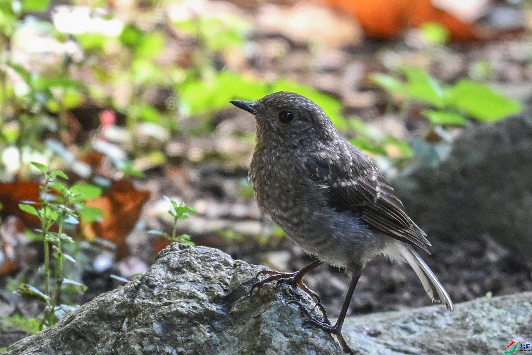 DSC_4256.JPG