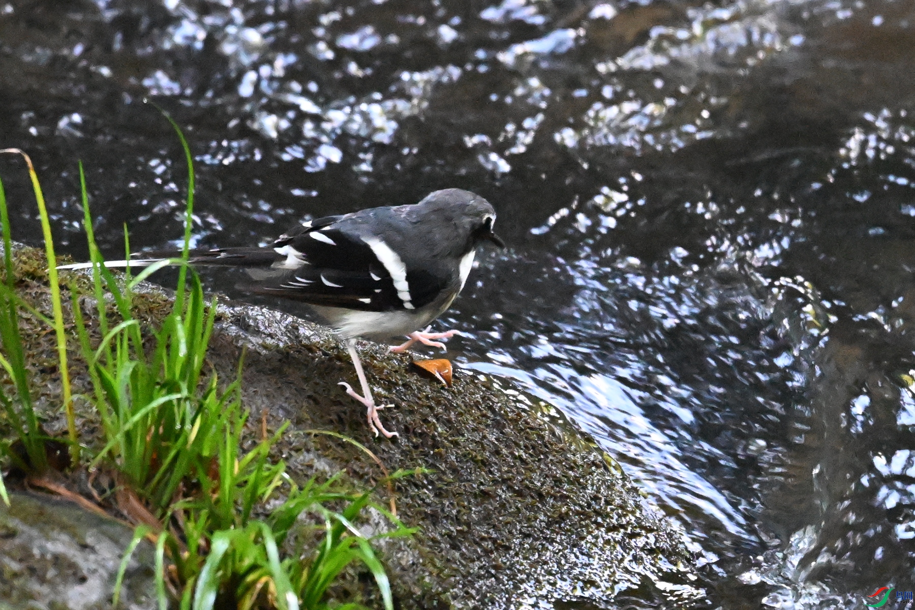 DSC_4271.JPG
