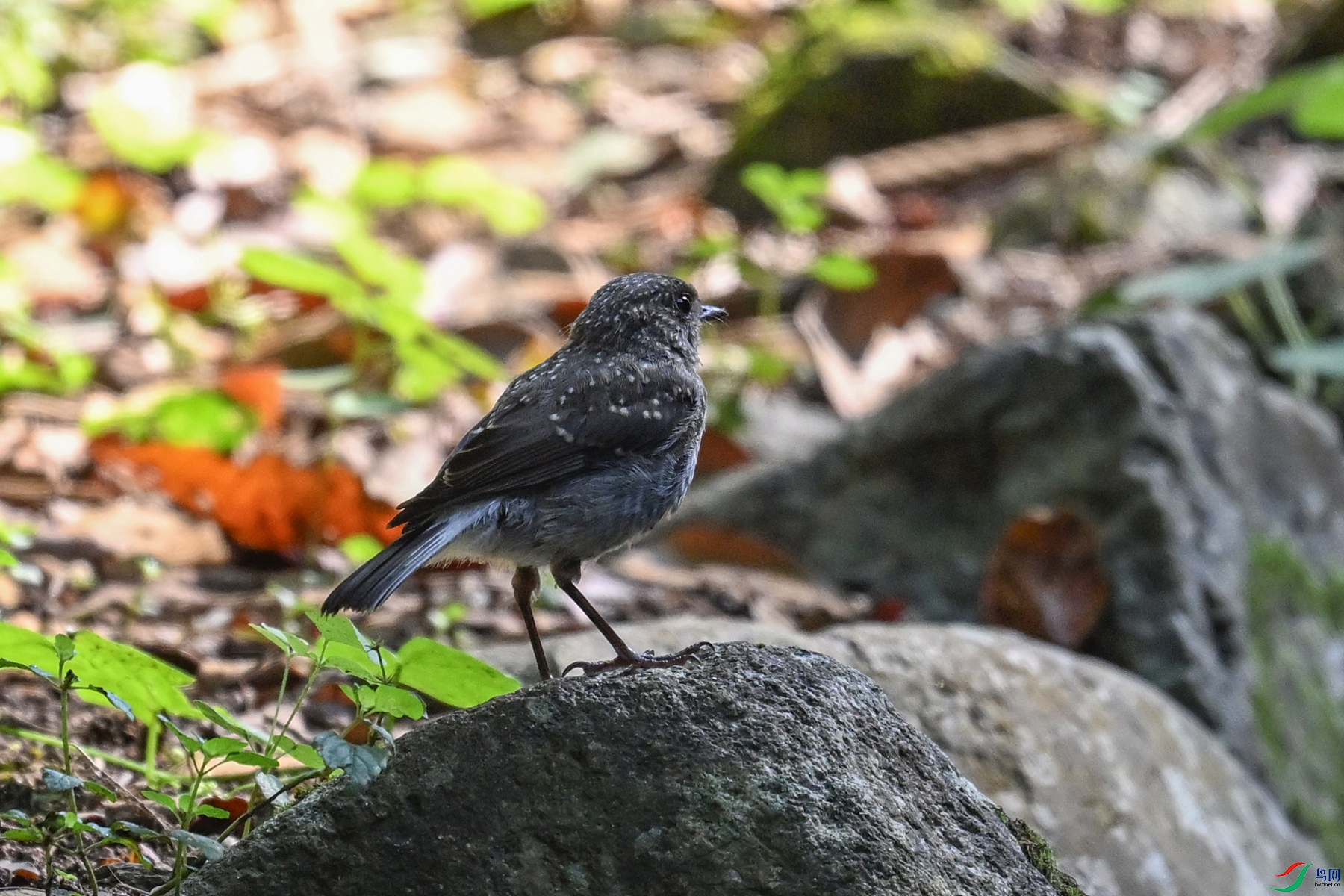 DSC_4257.JPG