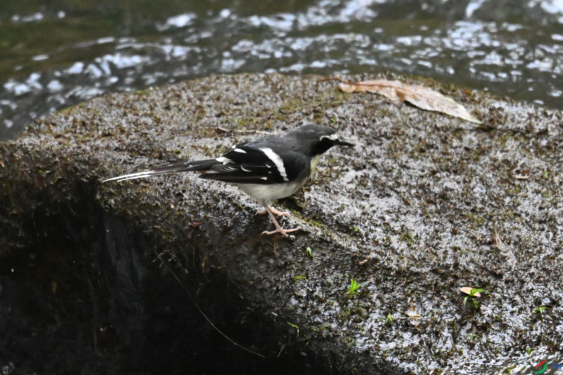 DSC_4273.JPG