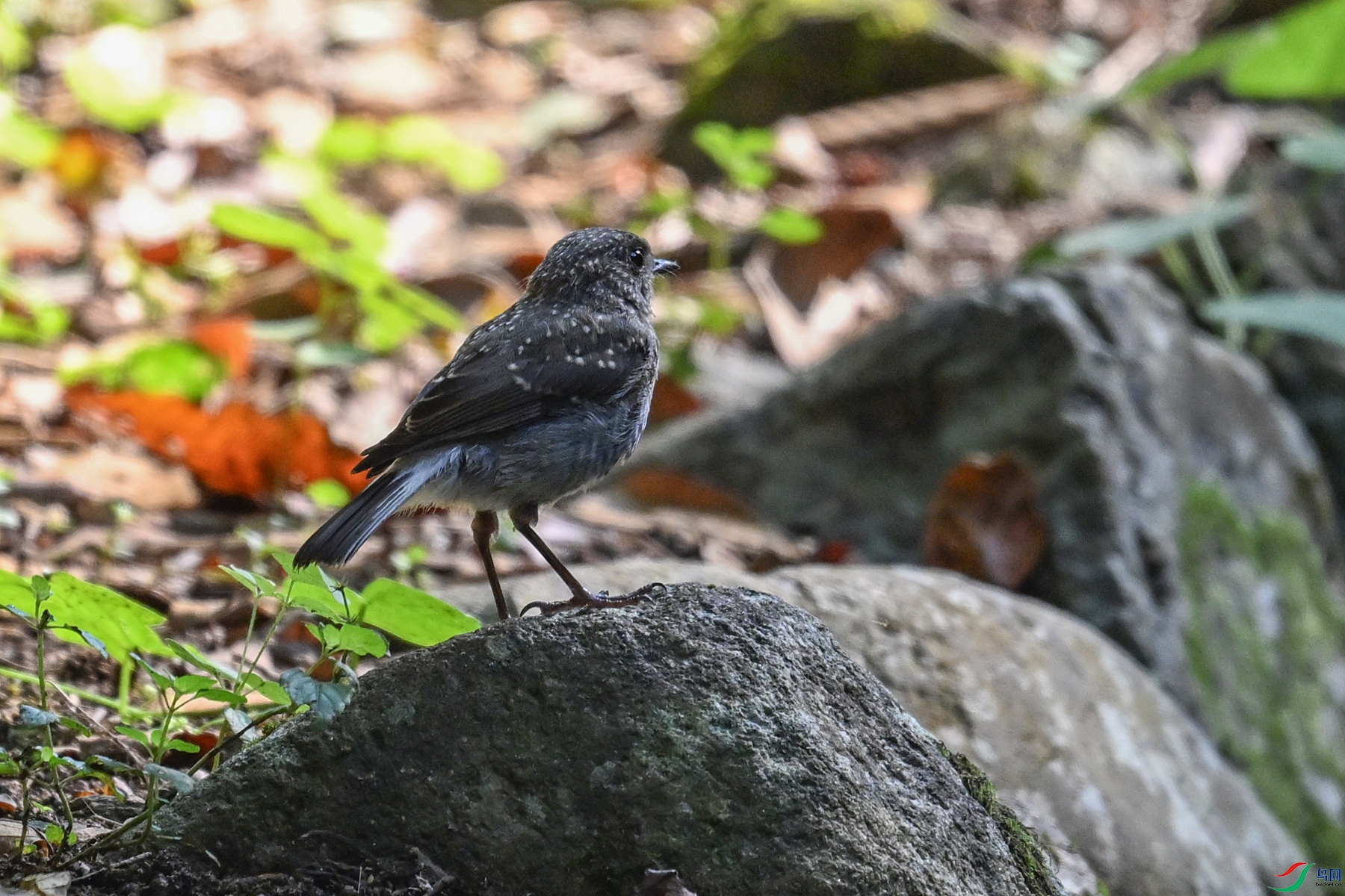 DSC_4258.JPG