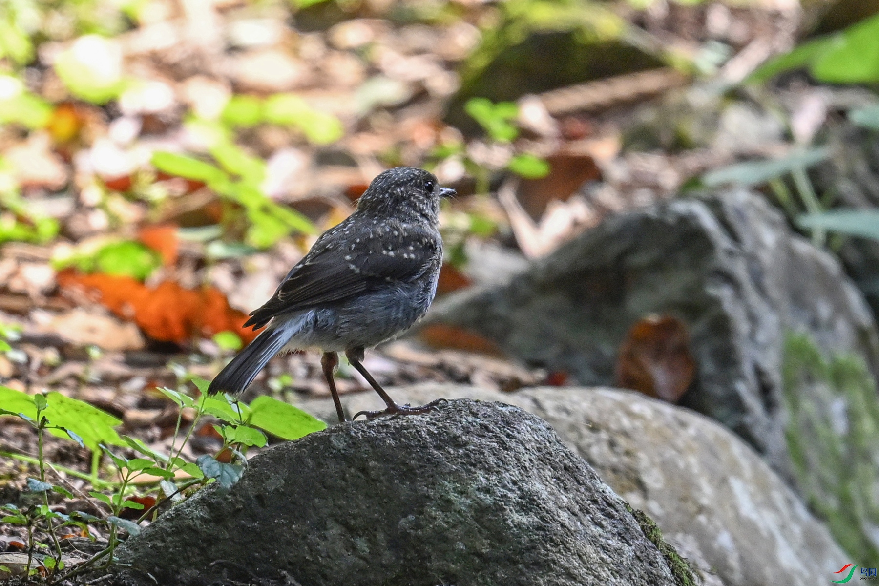 DSC_4259.JPG