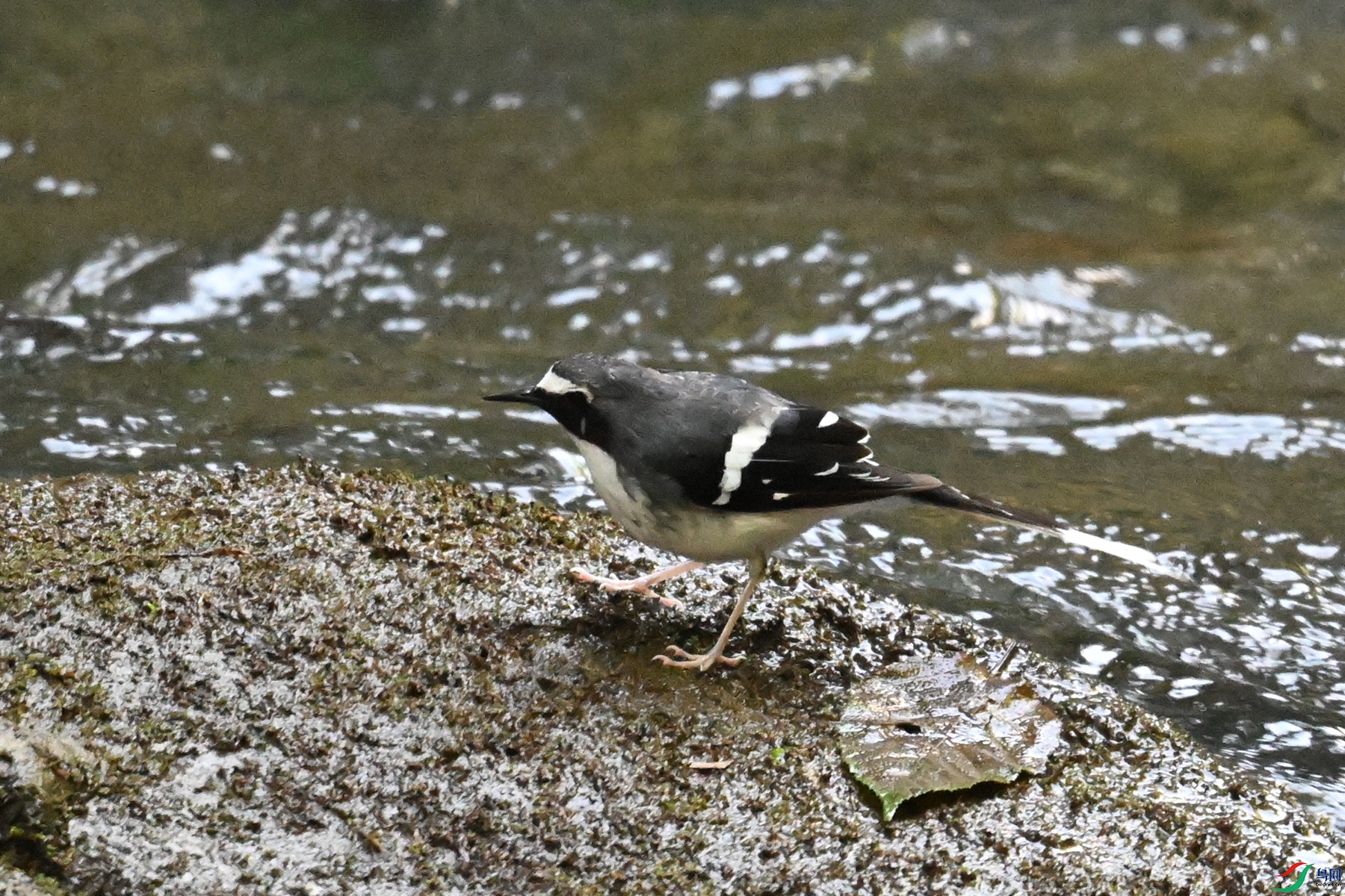 DSC_4277.JPG