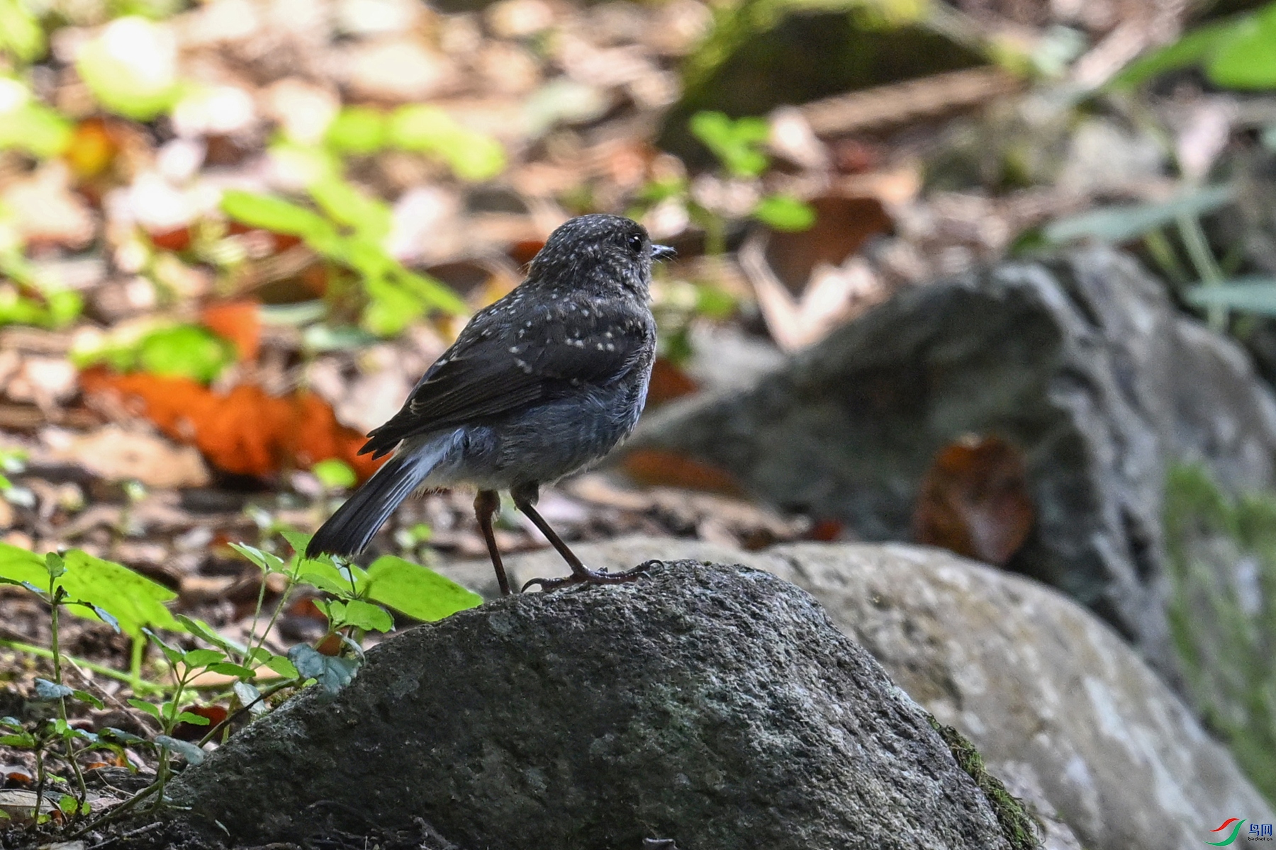 DSC_4260.JPG