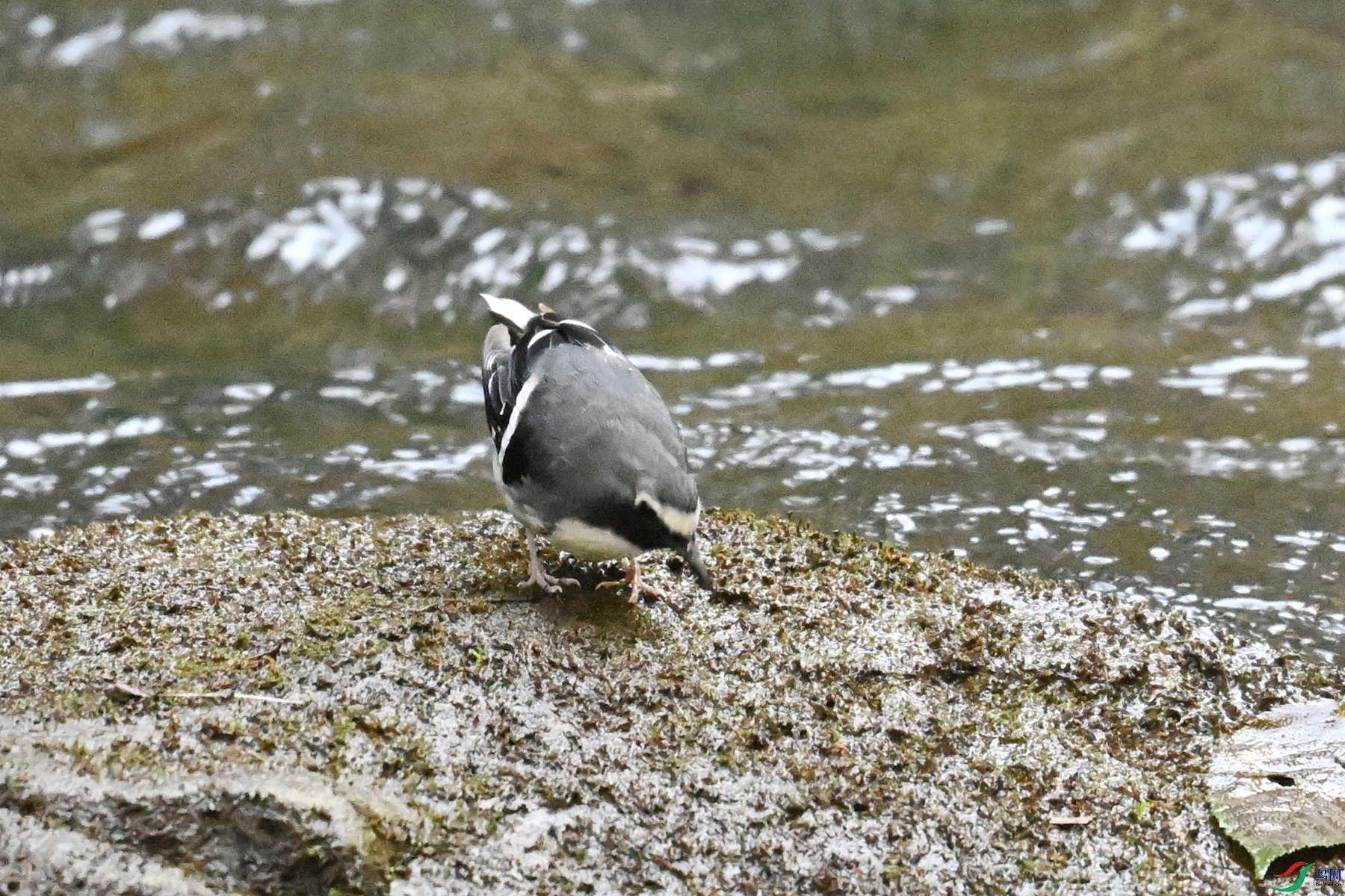DSC_4279.JPG