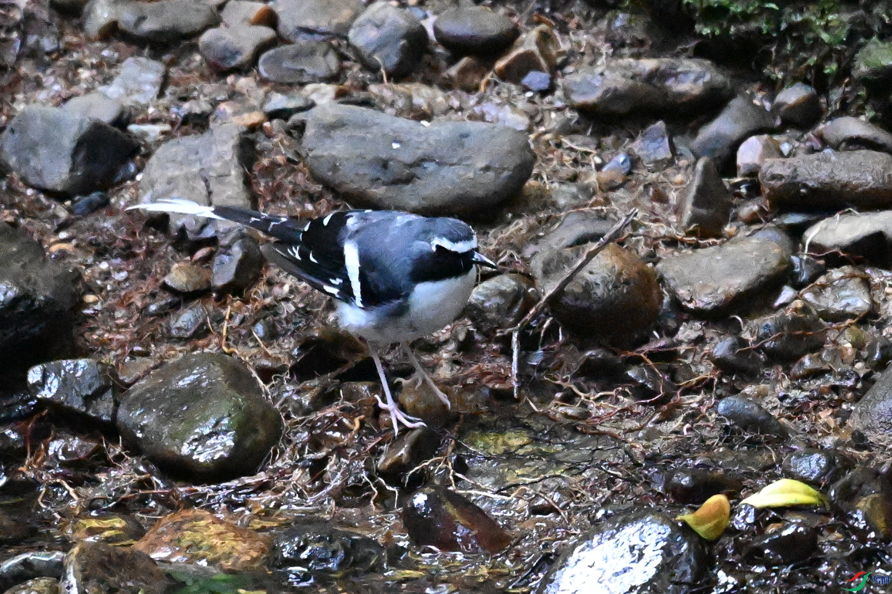 DSC_4248.JPG