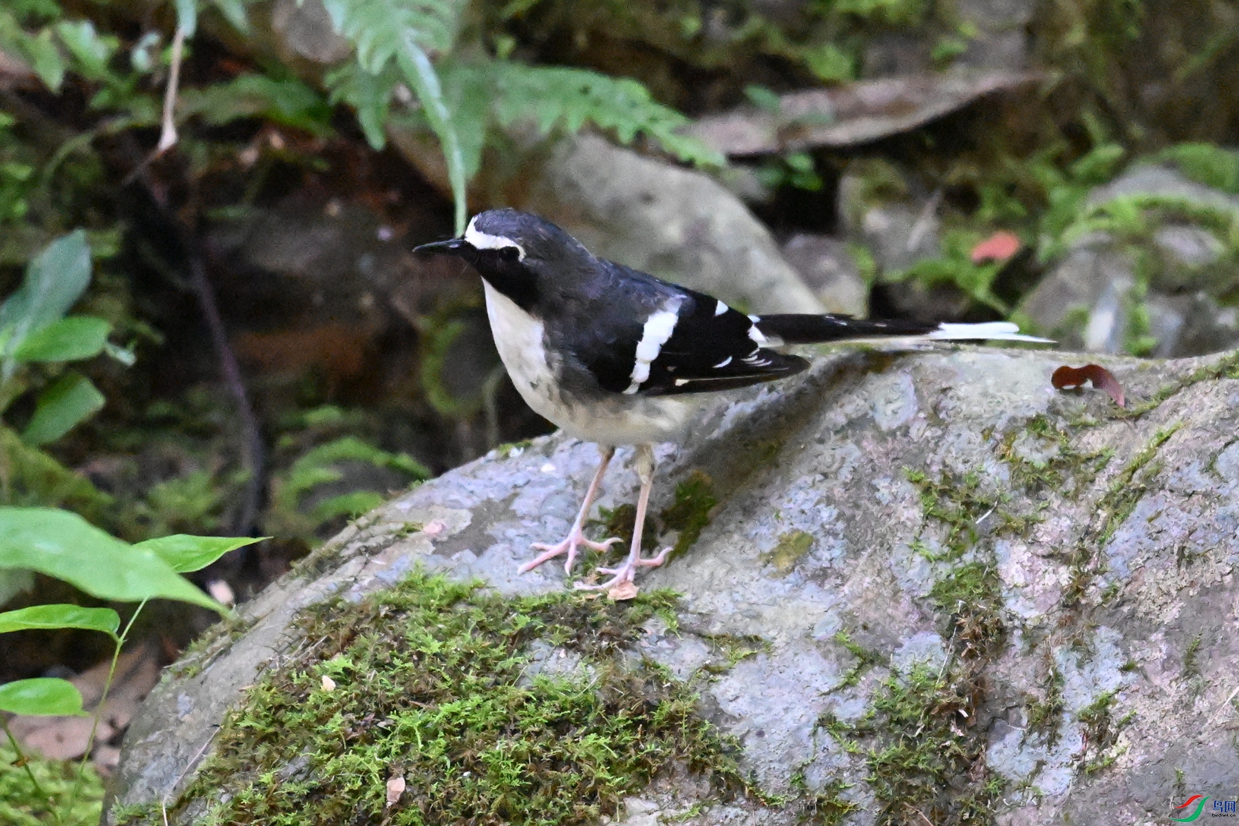 DSC_4262.JPG