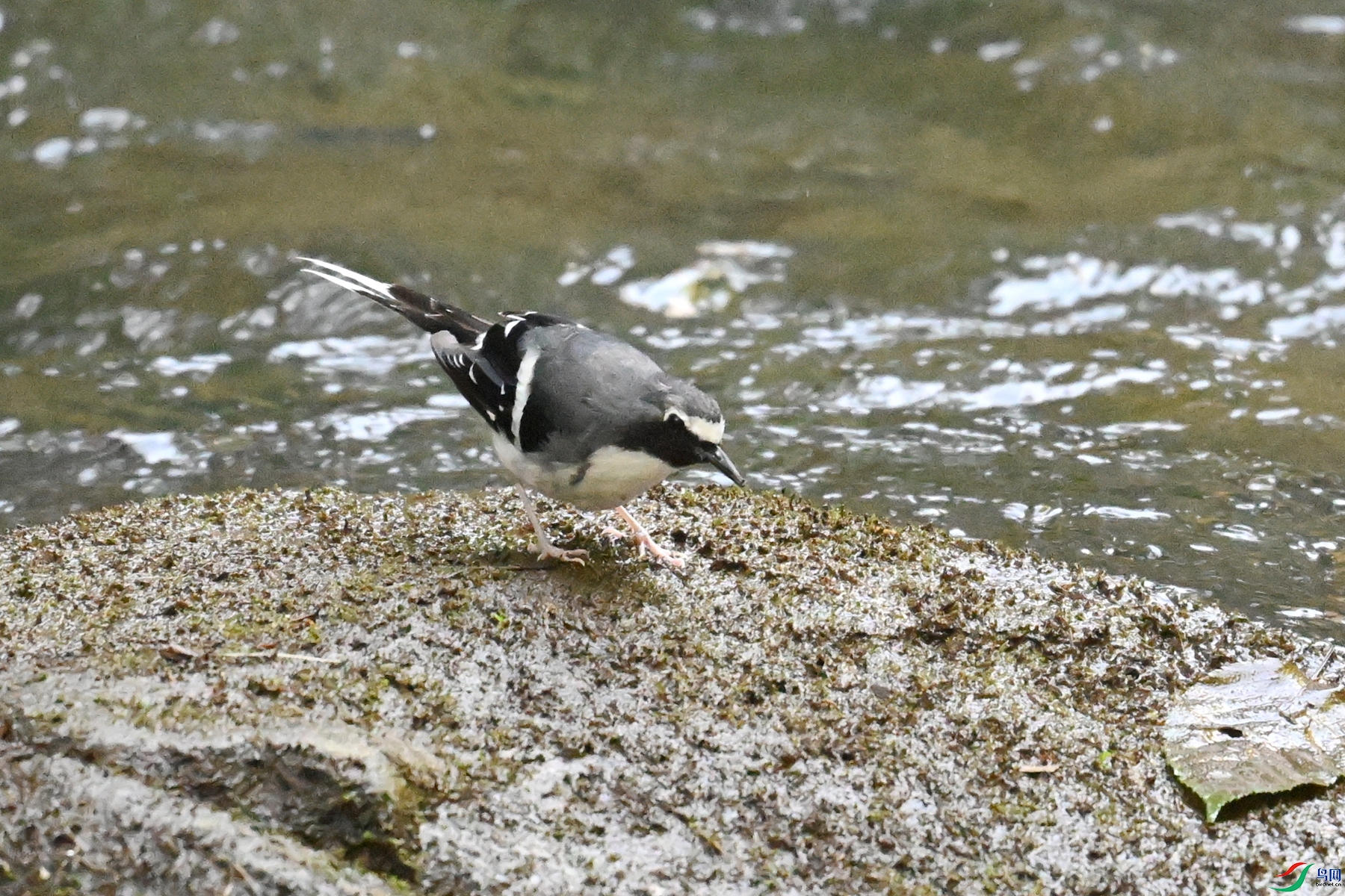 DSC_4282.JPG