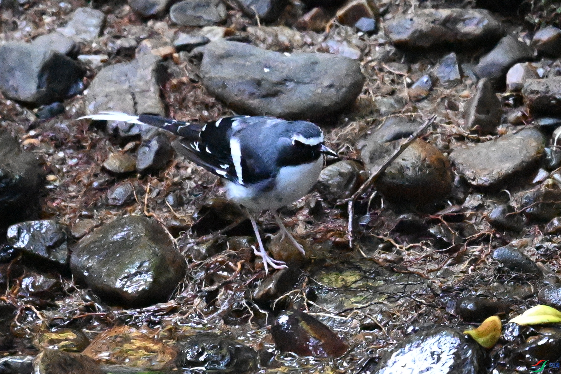 DSC_4250.JPG