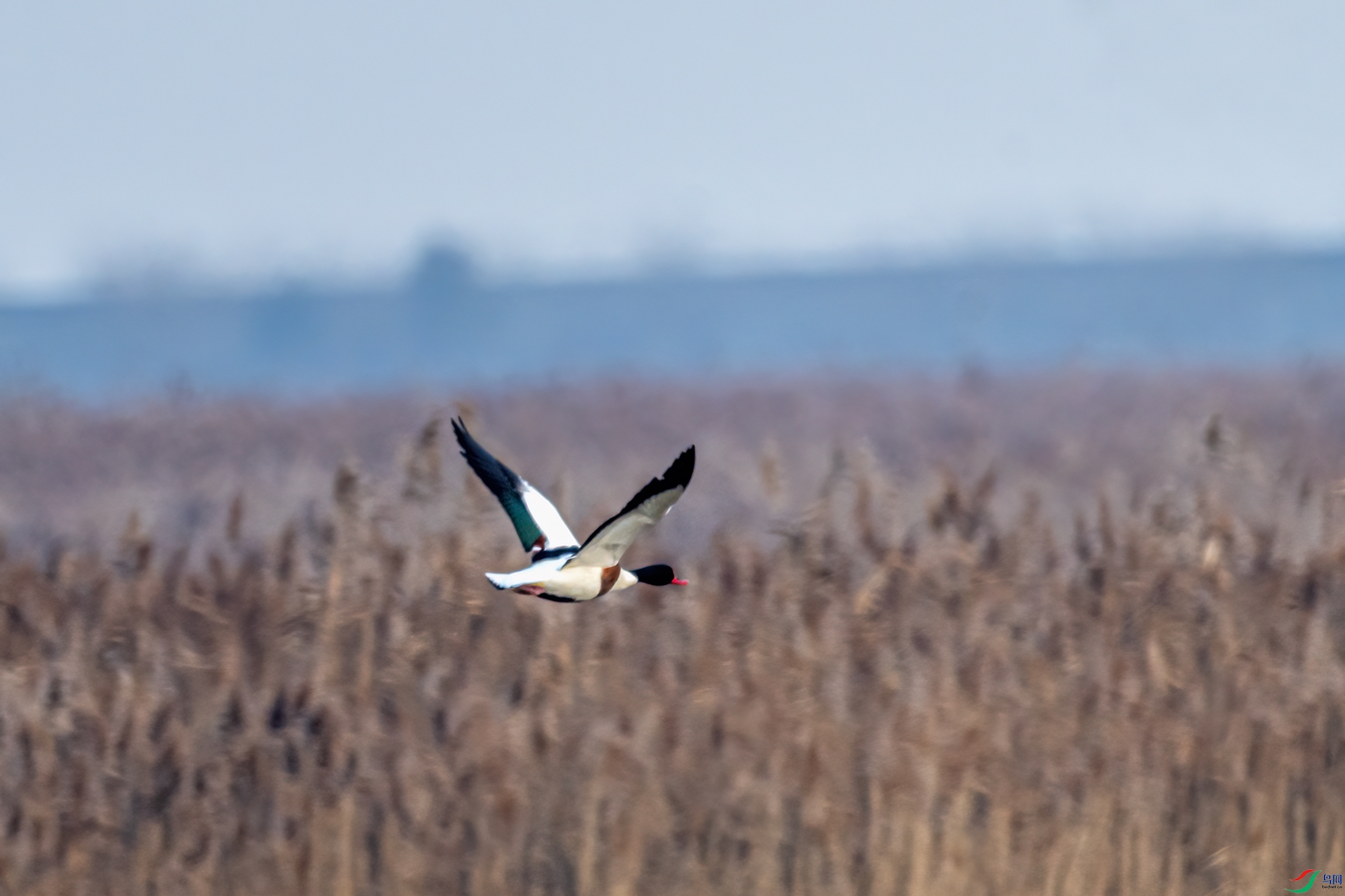 DSC_9730-11.jpg