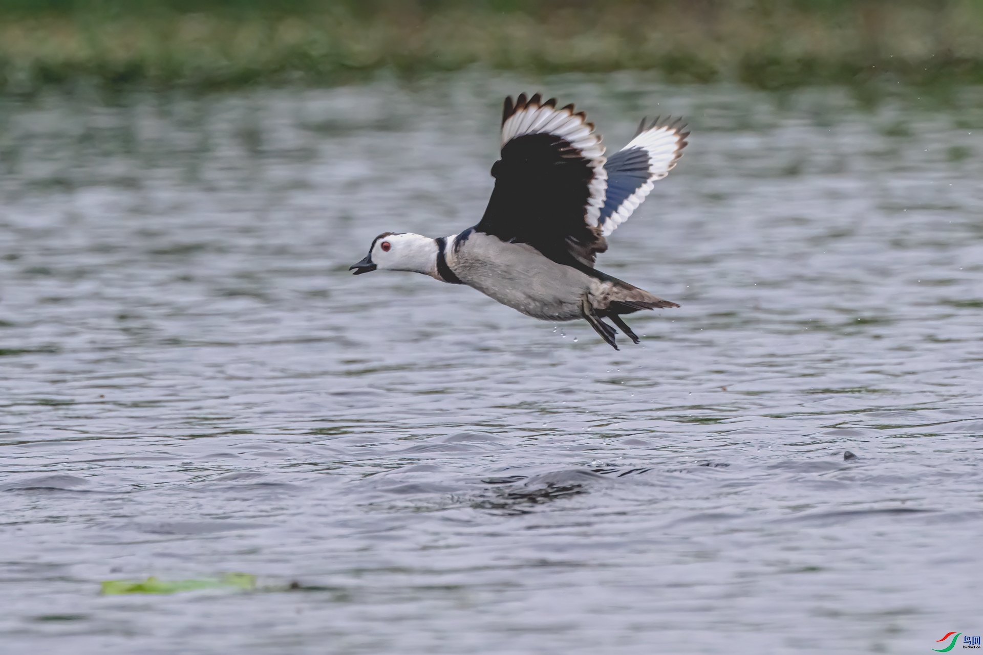 DSC_5124-11.jpg
