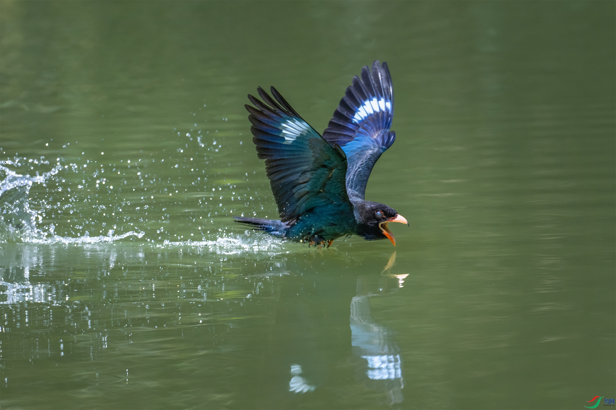 DSC_3810-1.jpg
