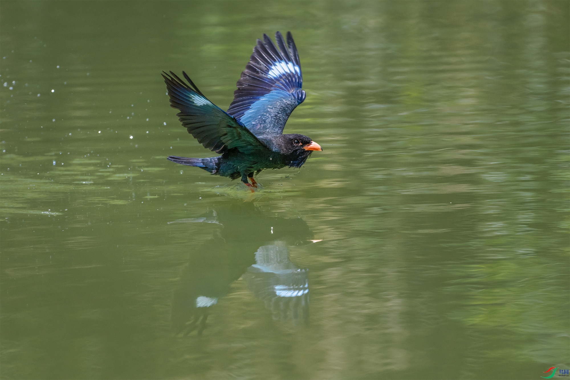 DSC_3812-1.jpg