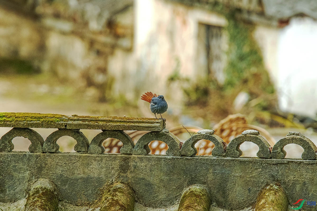 DSC_5992-����ǿ.jpg